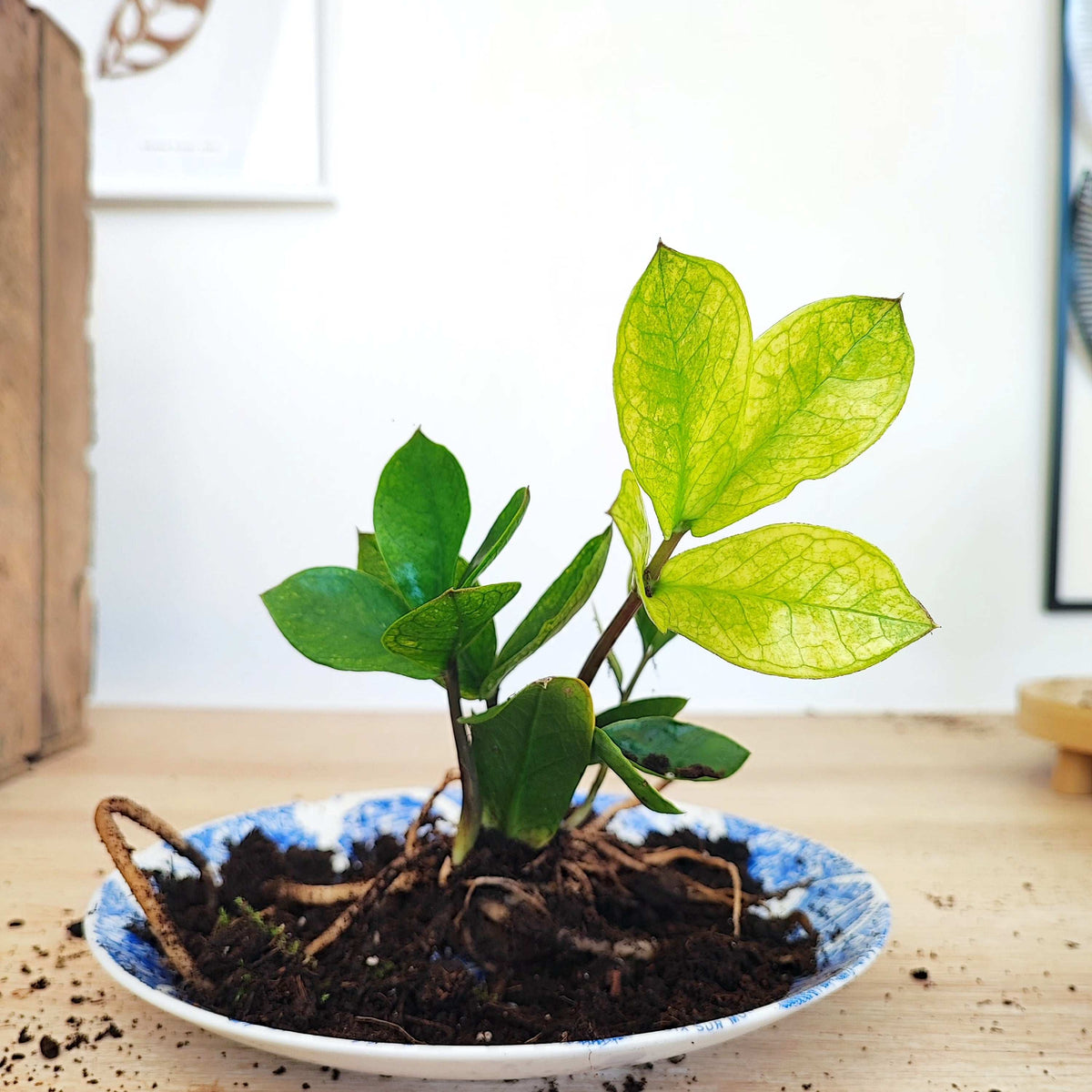 Zamioculcas zamiifolia Lucky White UNE TIGE monjungle