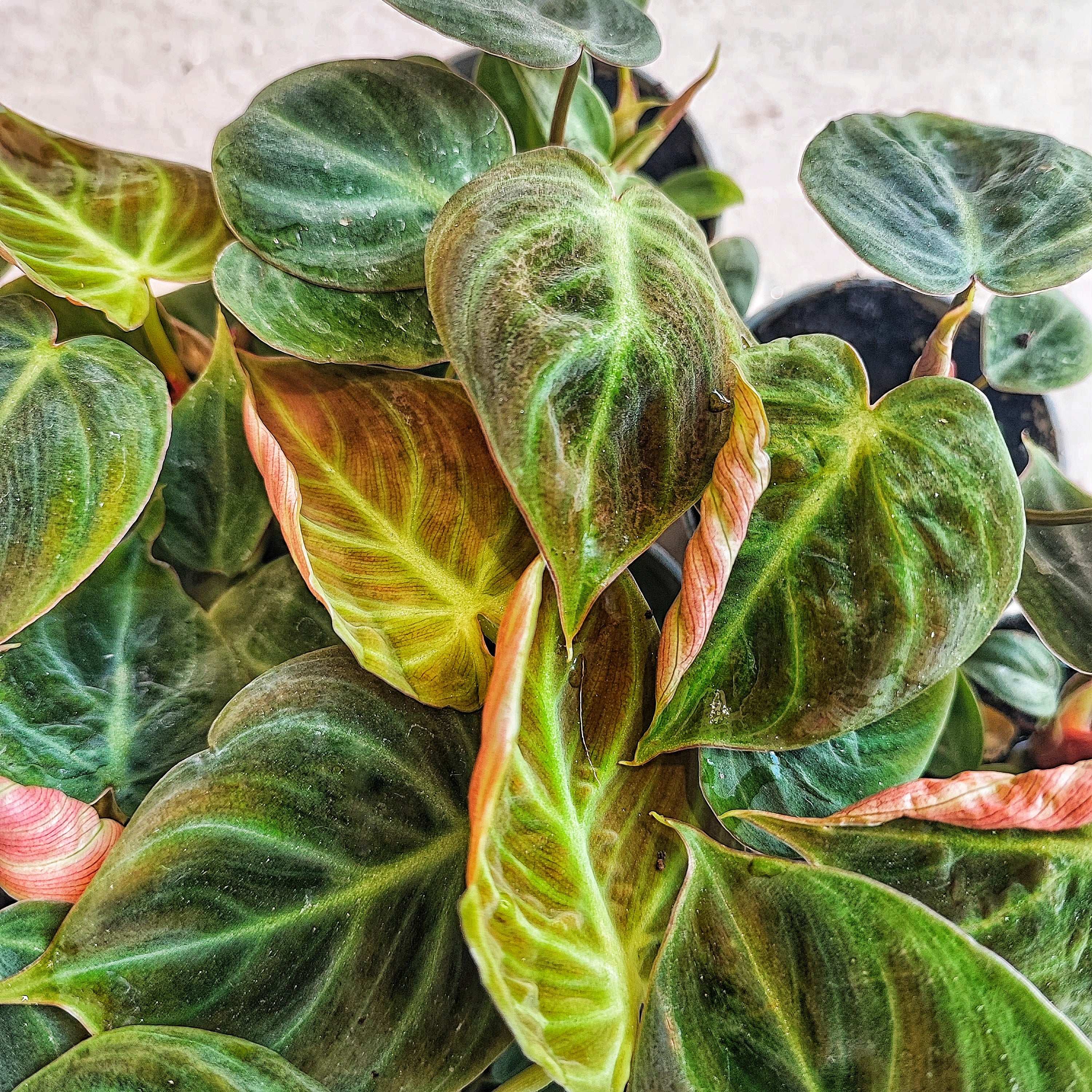 Philodendron EL CHOCO RED S monjungle
