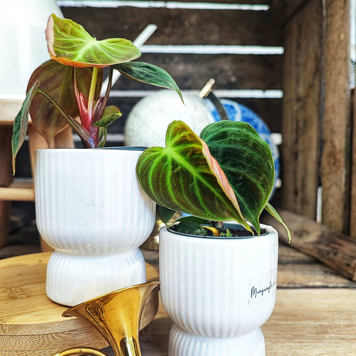 Philodendron EL CHOCO RED S monjungle