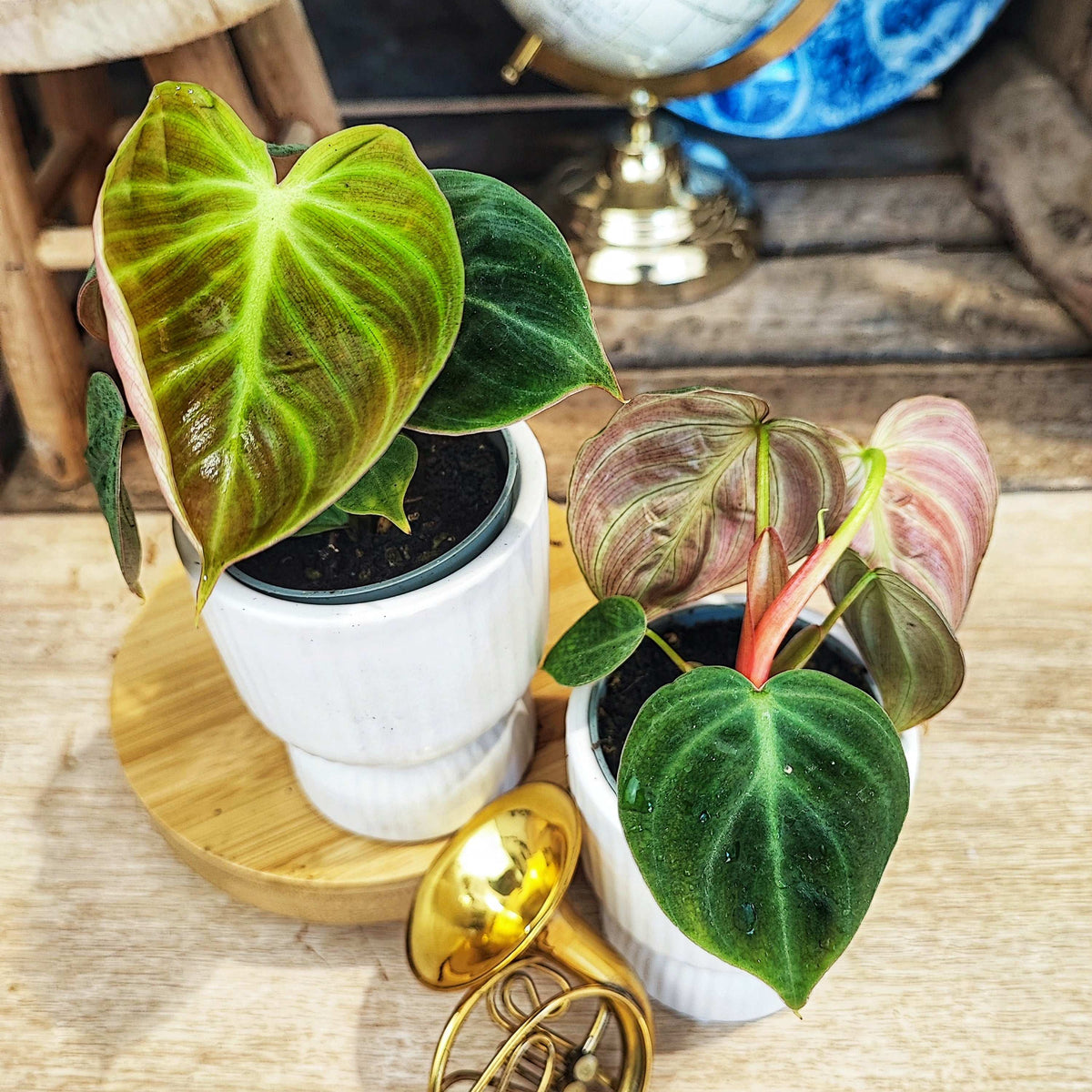 Philodendron EL CHOCO RED S monjungle