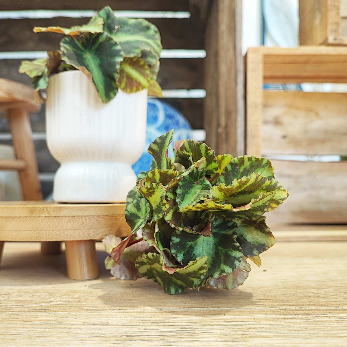 Begonia Cleopetra monjungle