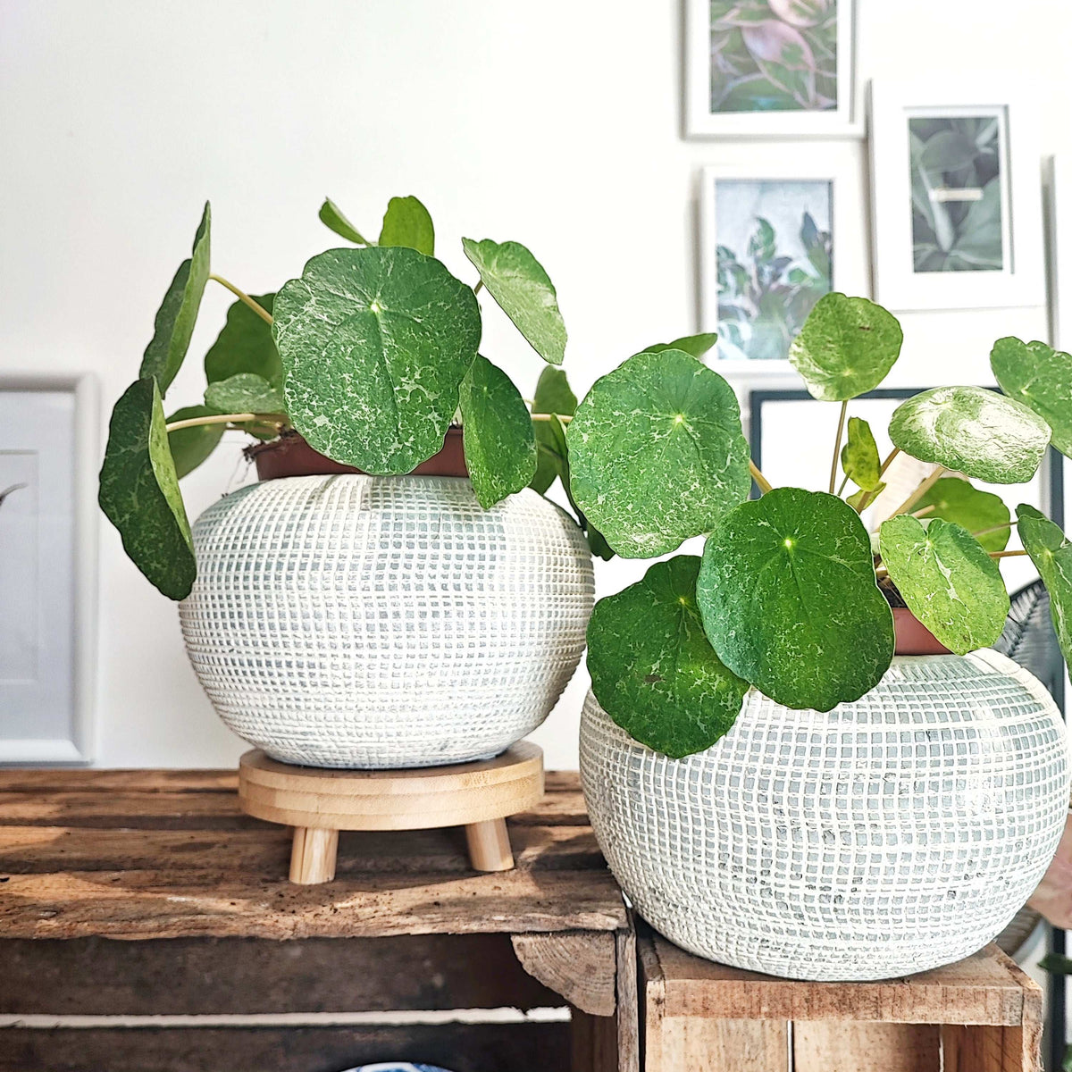 Pilea SUGAR monjungle