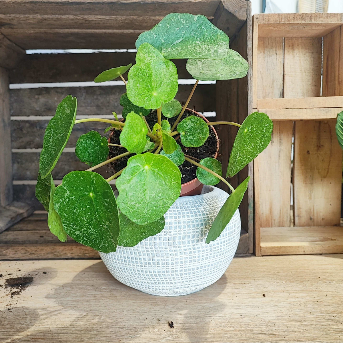 Pilea SUGAR monjungle