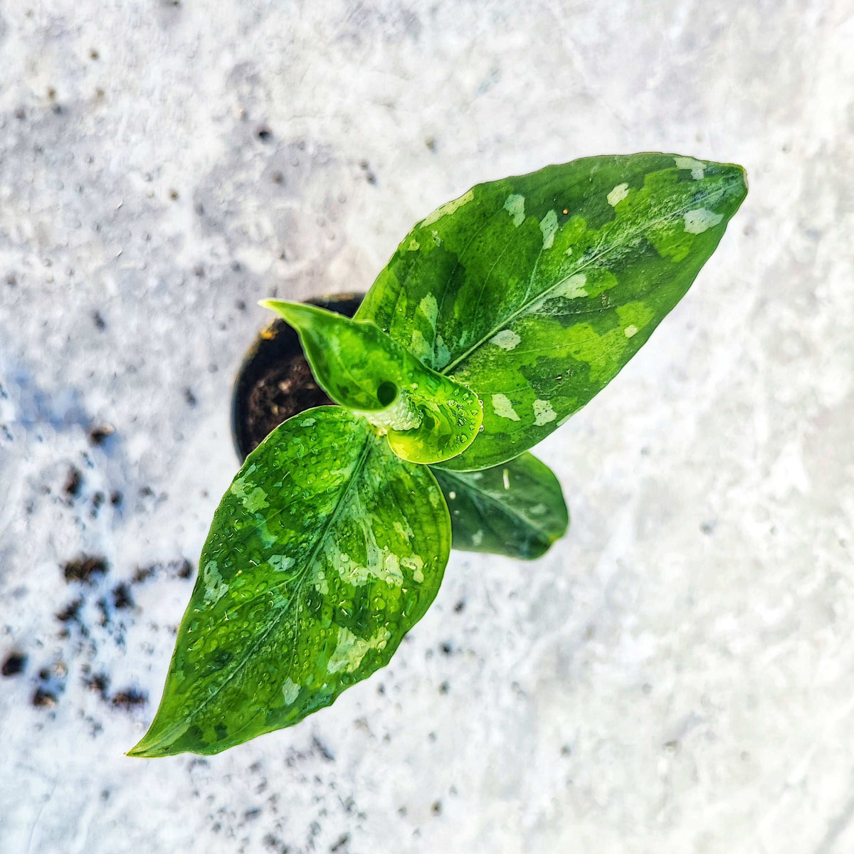 Aglaonema Pictum Tricolor S monjungle