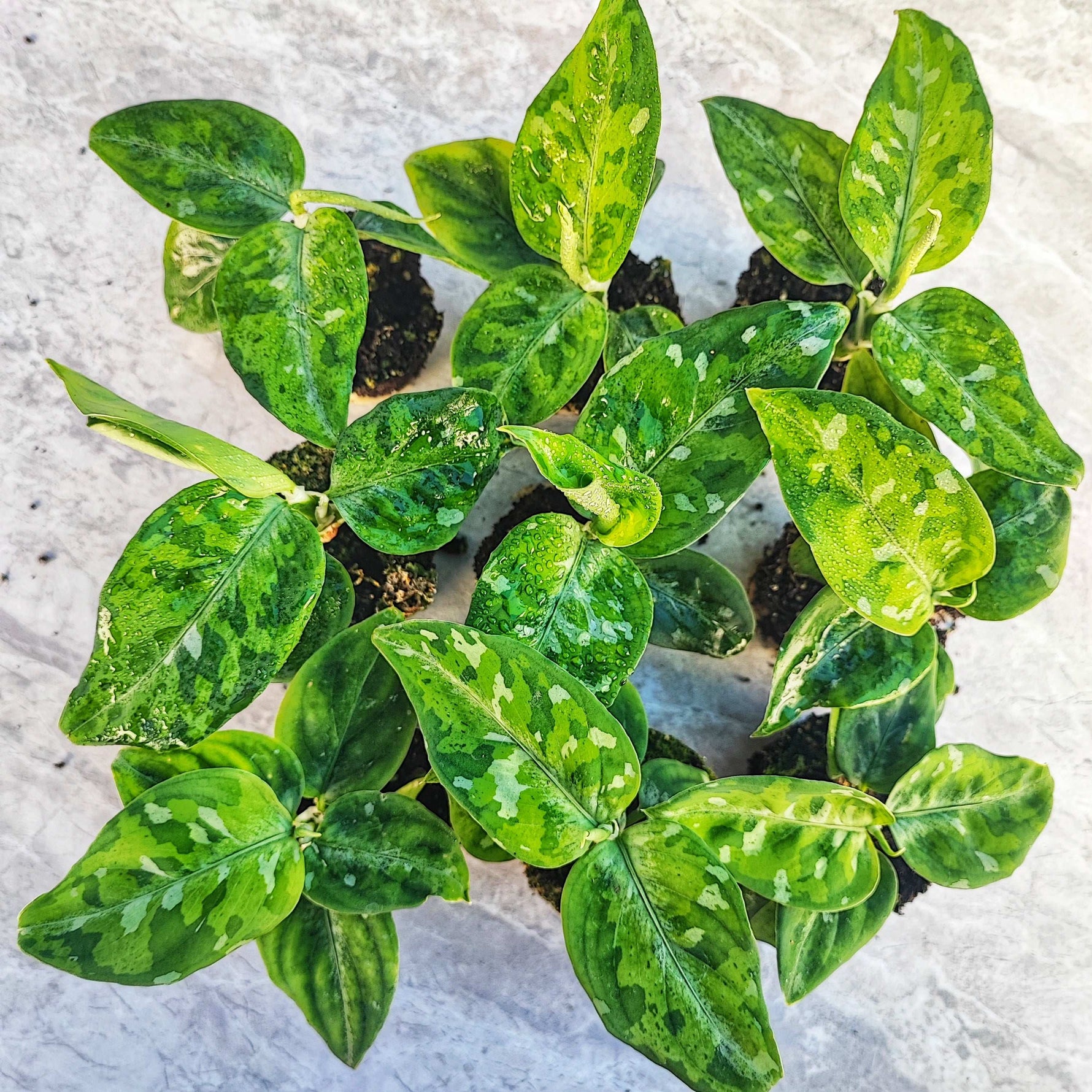 camouflage aglaonema Aglaonema pictum tricolor camouflage – Monjungle