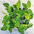 Aglaonema Pictum Tricolor S monjungle