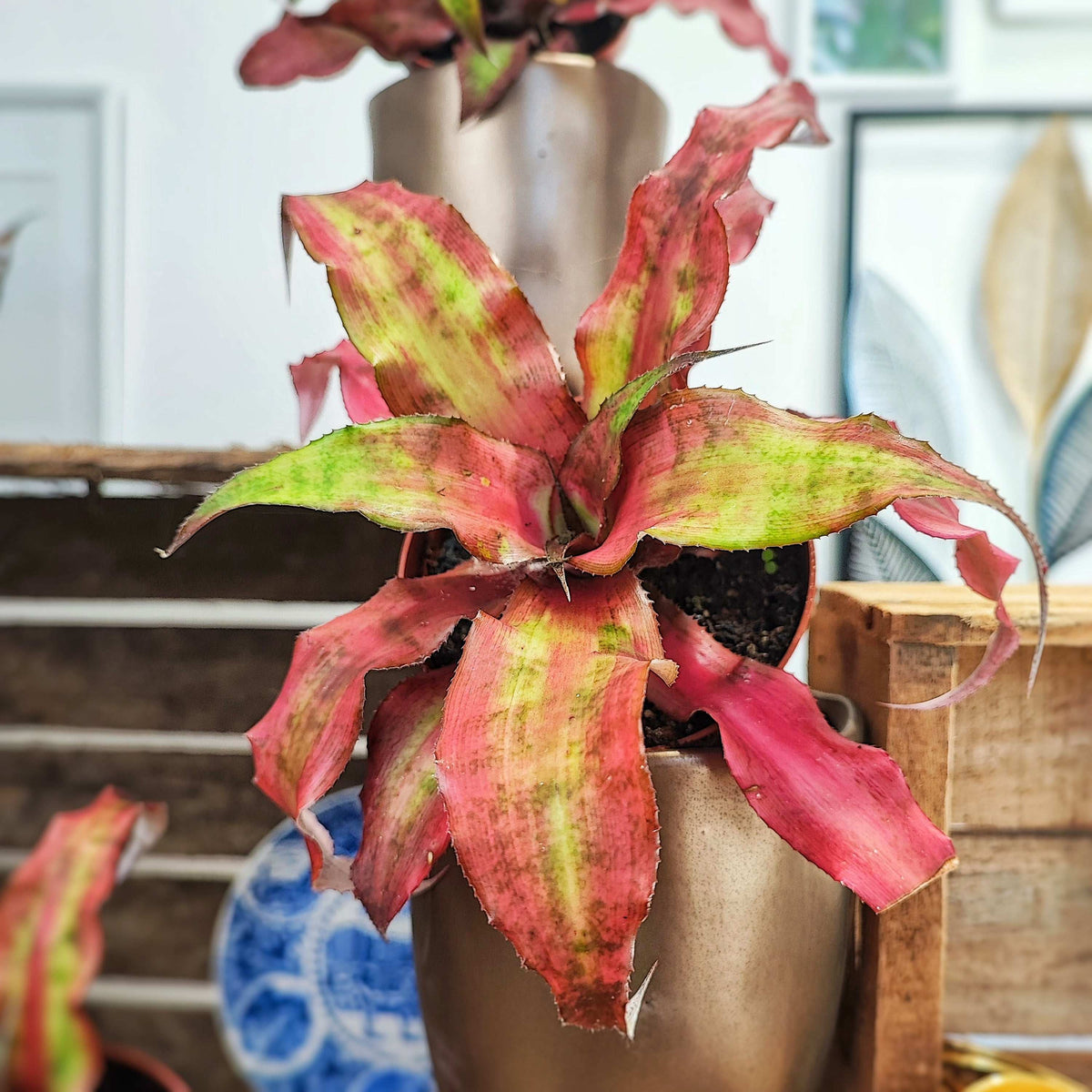 Cryptanthus bivittatus Strawberry Flambee monjungle