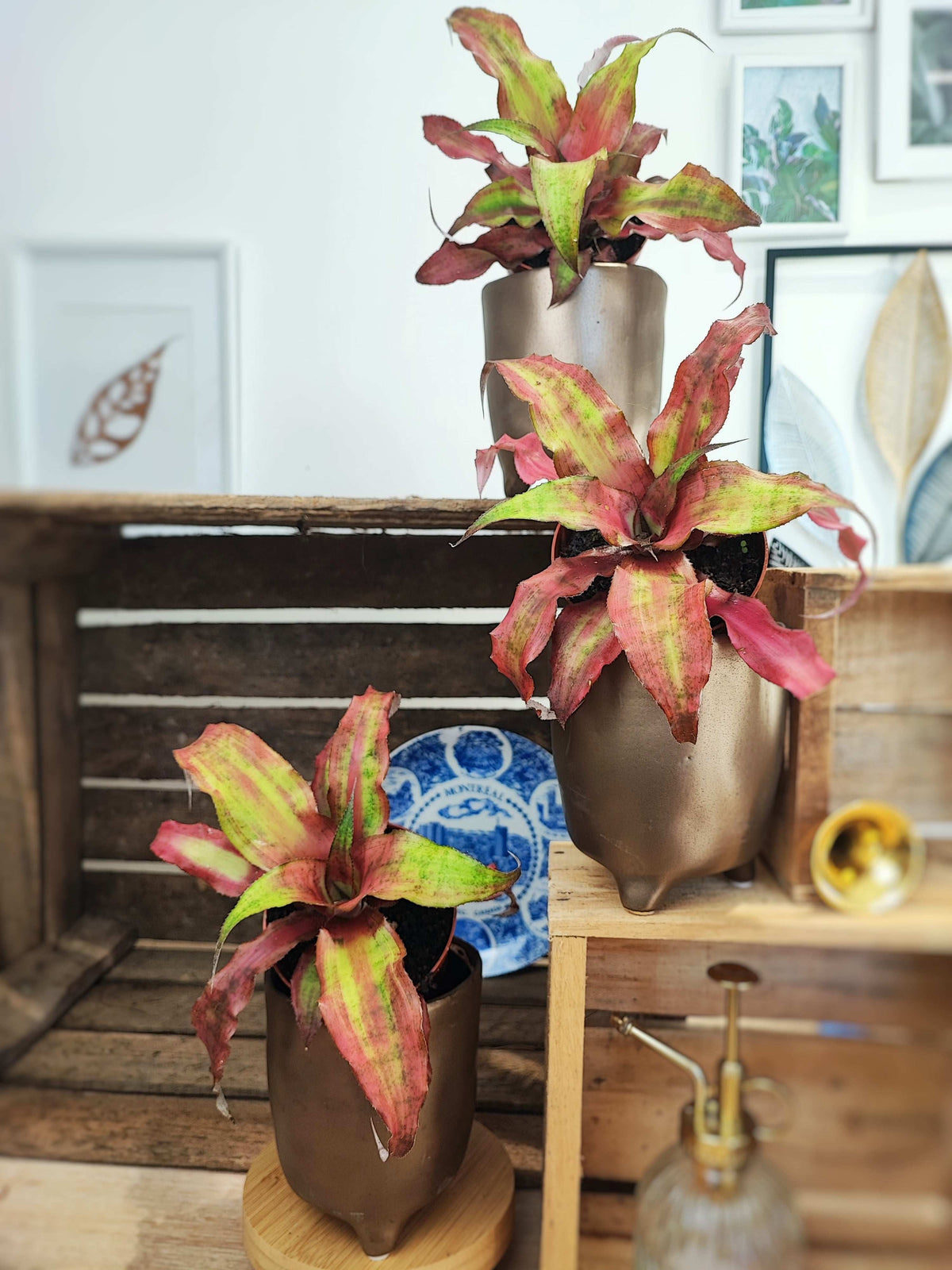 Cryptanthus bivittatus Strawberry Flambee monjungle