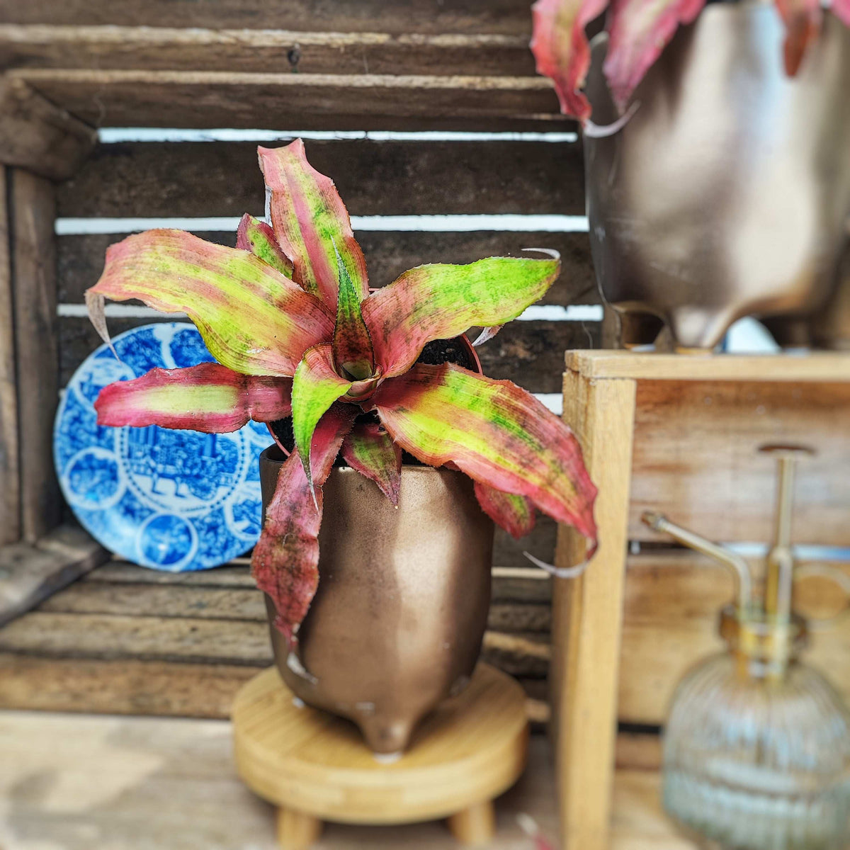 Cryptanthus bivittatus Strawberry Flambee monjungle