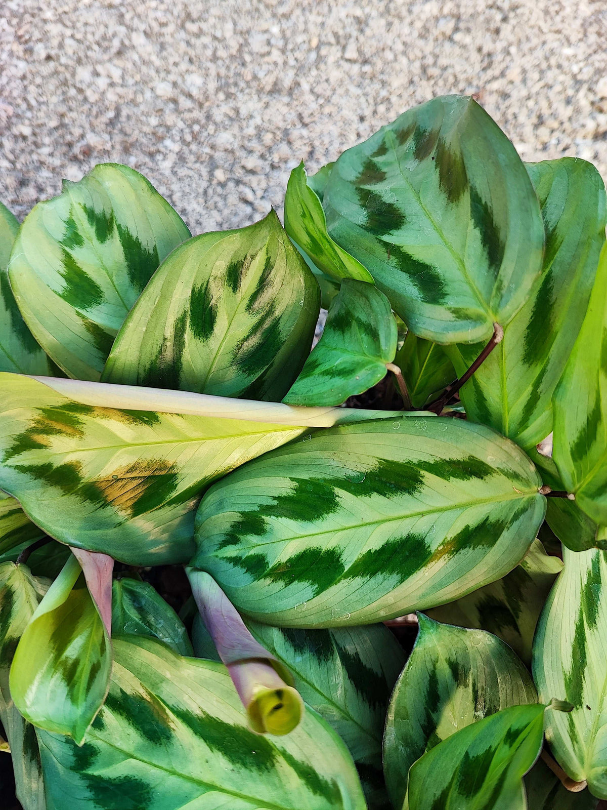 Maranta cristata 'Intense', Maranta Bicolor monjungle