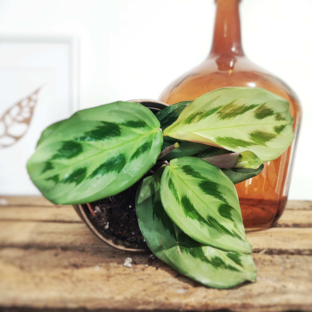 Maranta cristata 'Intense', Maranta Bicolor monjungle