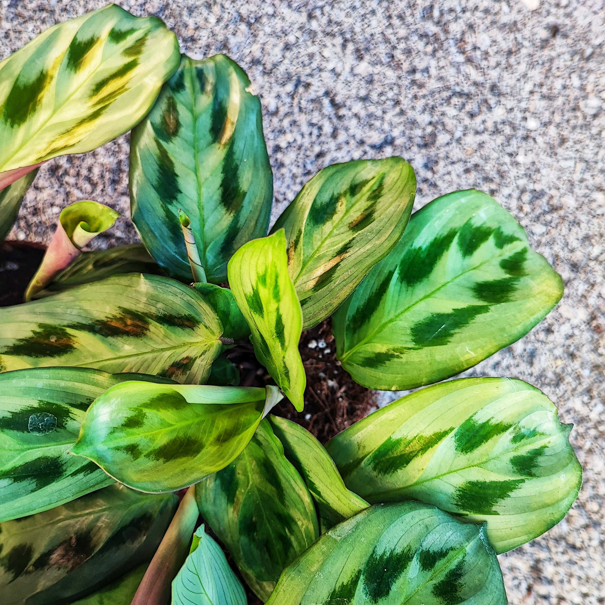 Maranta cristata 'Intense', Maranta Bicolor monjungle