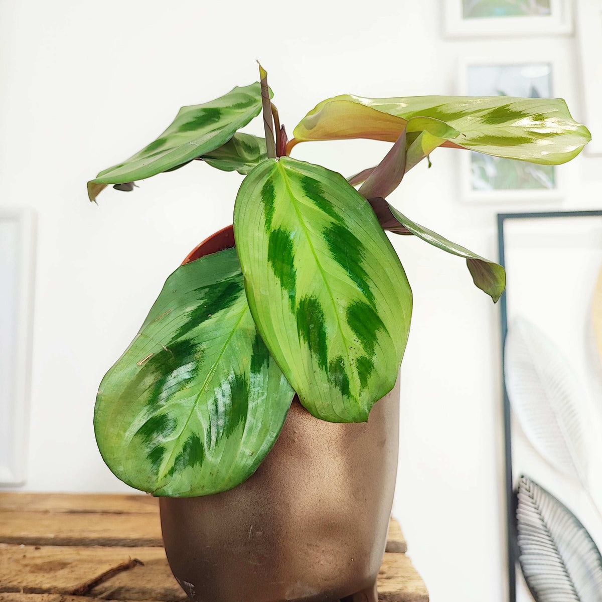 Maranta cristata 'Intense', Maranta Bicolor monjungle