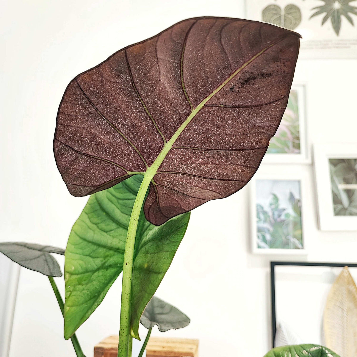 Alocasia BISMA SILVER monjungle