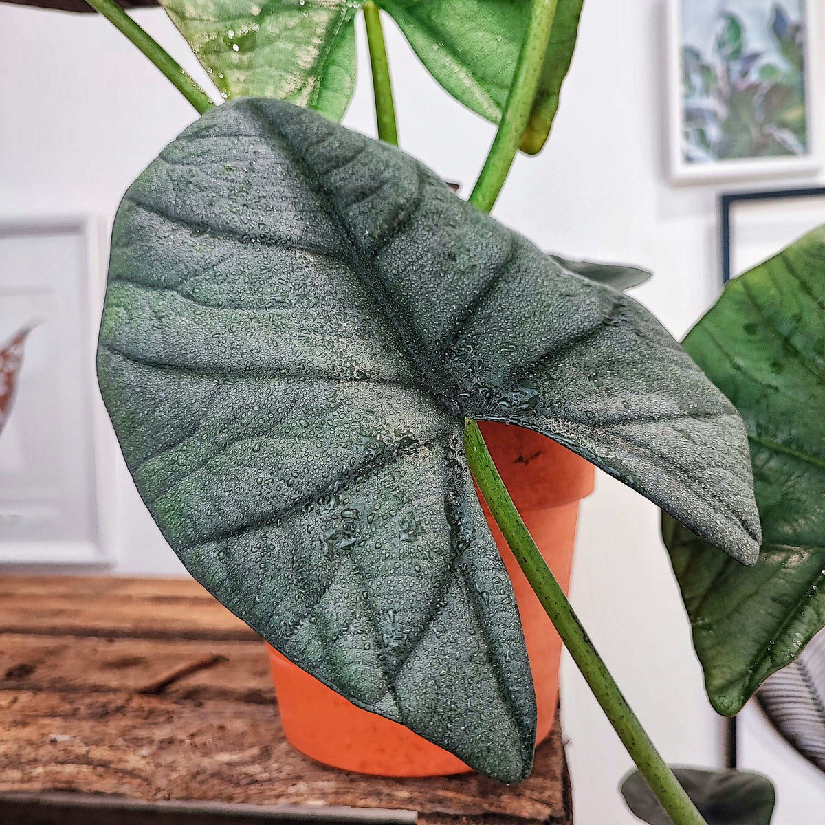 Alocasia BISMA SILVER monjungle