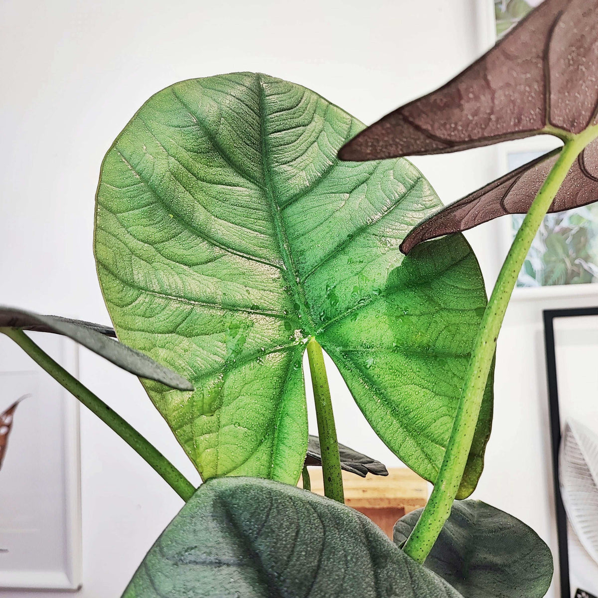 Alocasia BISMA SILVER monjungle