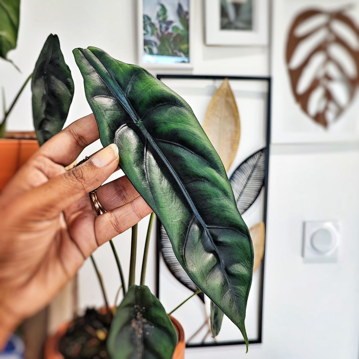 Alocasia venusta monjungle