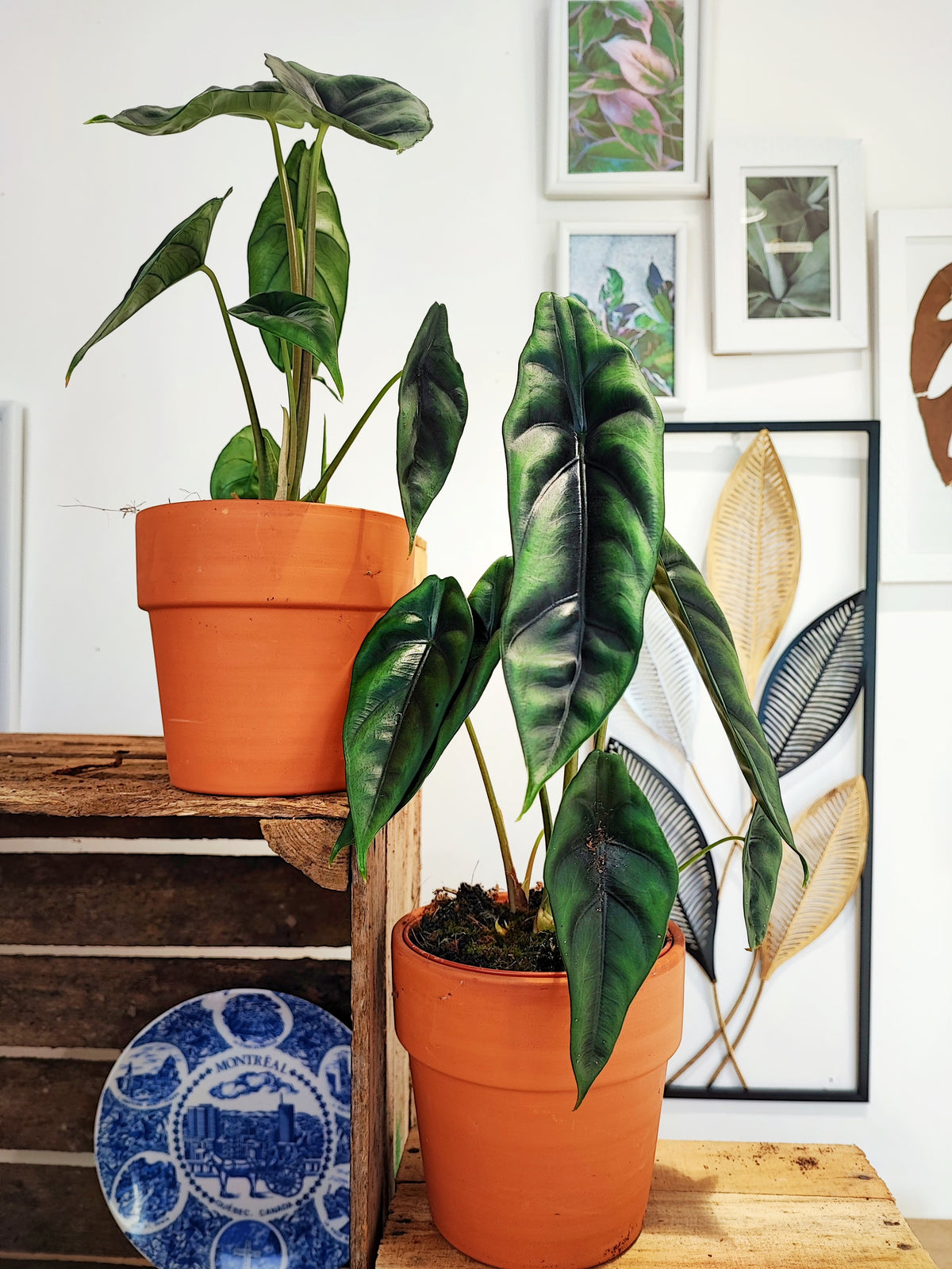 Alocasia venusta monjungle
