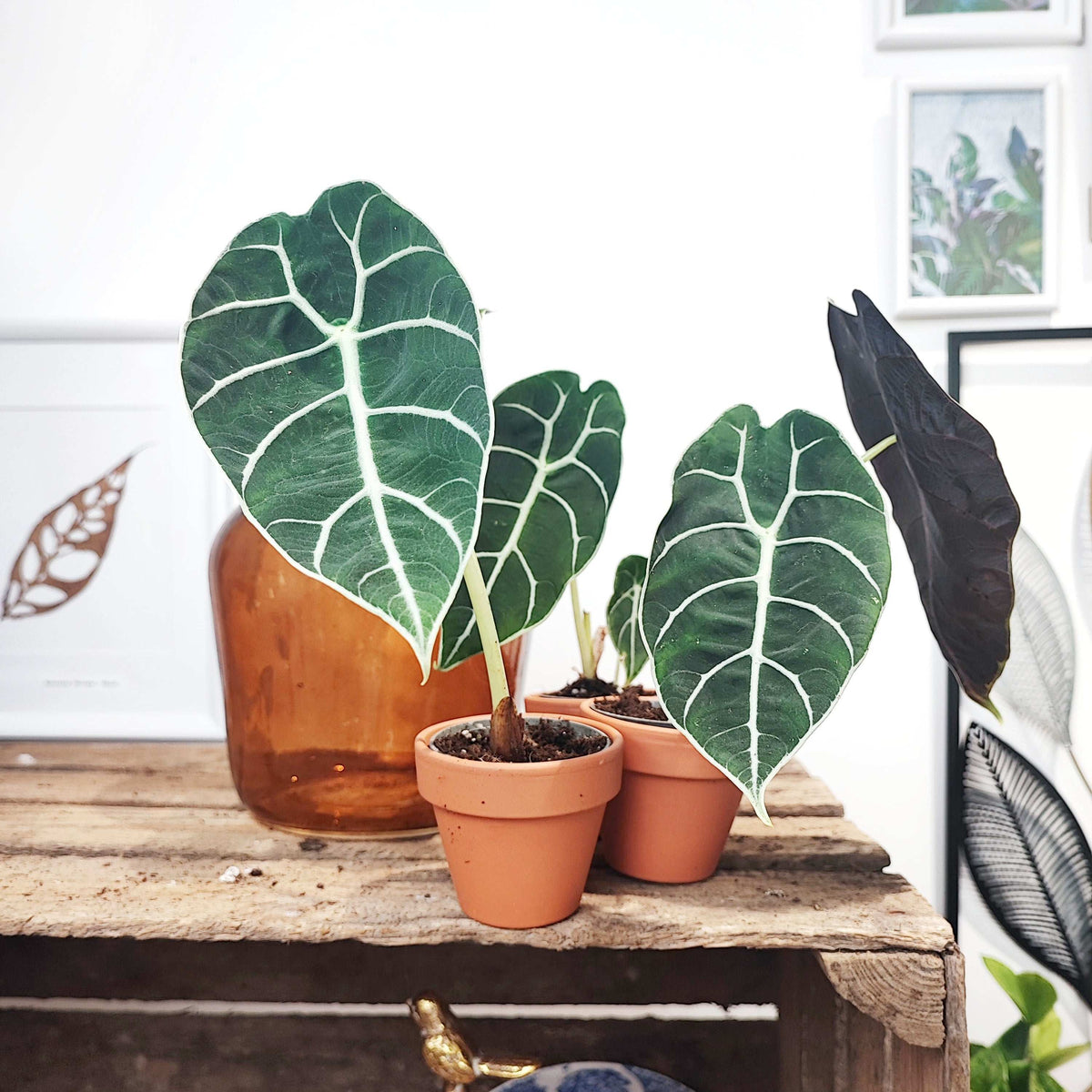 Alocasia watsoniana ripples monjungle