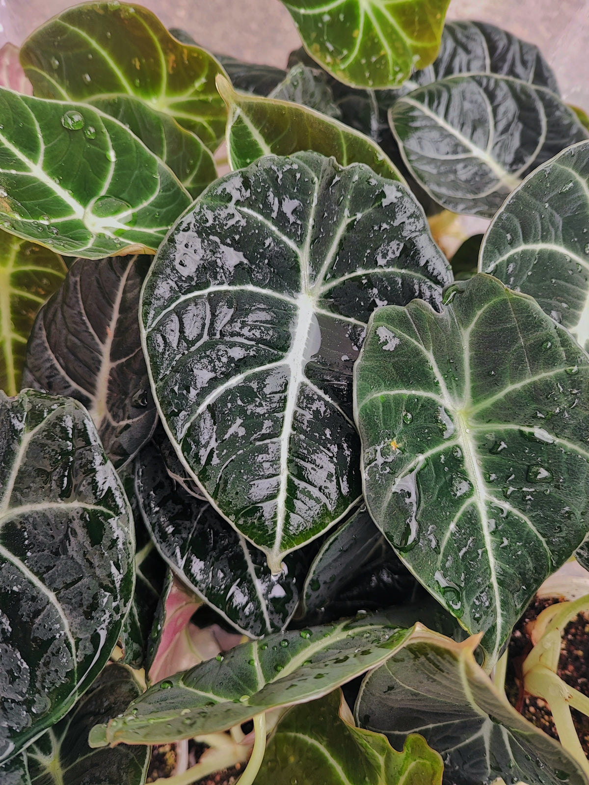 Alocasia Black Velvet bouture 4 feuilles S monjungle