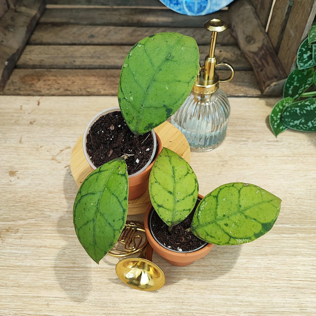 Hoya Callistophylla Tricolor monjungle