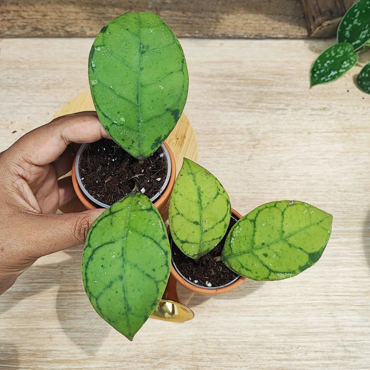 Hoya Callistophylla Tricolor monjungle