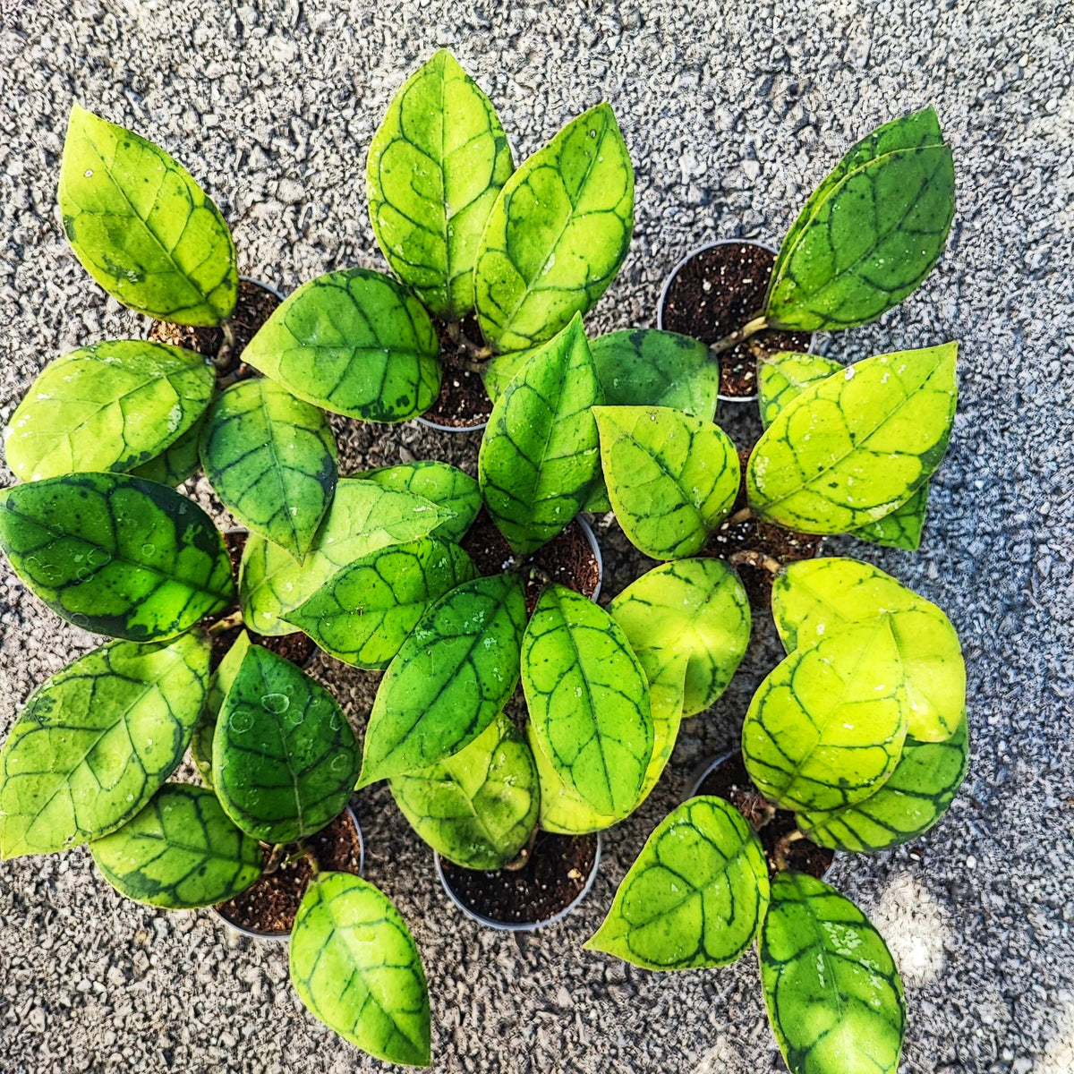 Hoya Callistophylla Tricolor monjungle