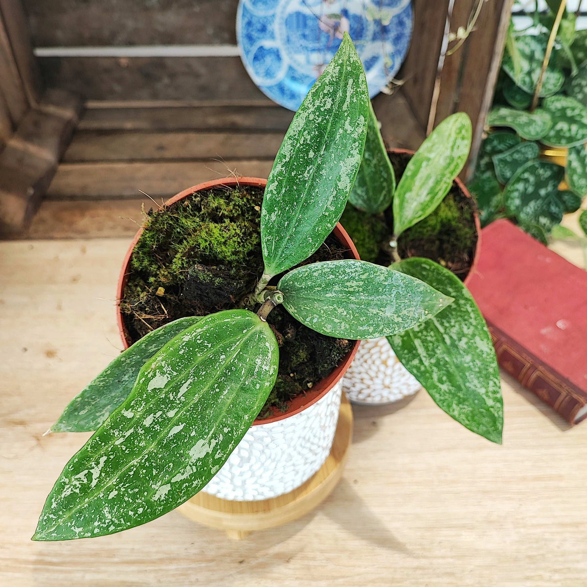 Hoya Rangsan, pied mère monjungle