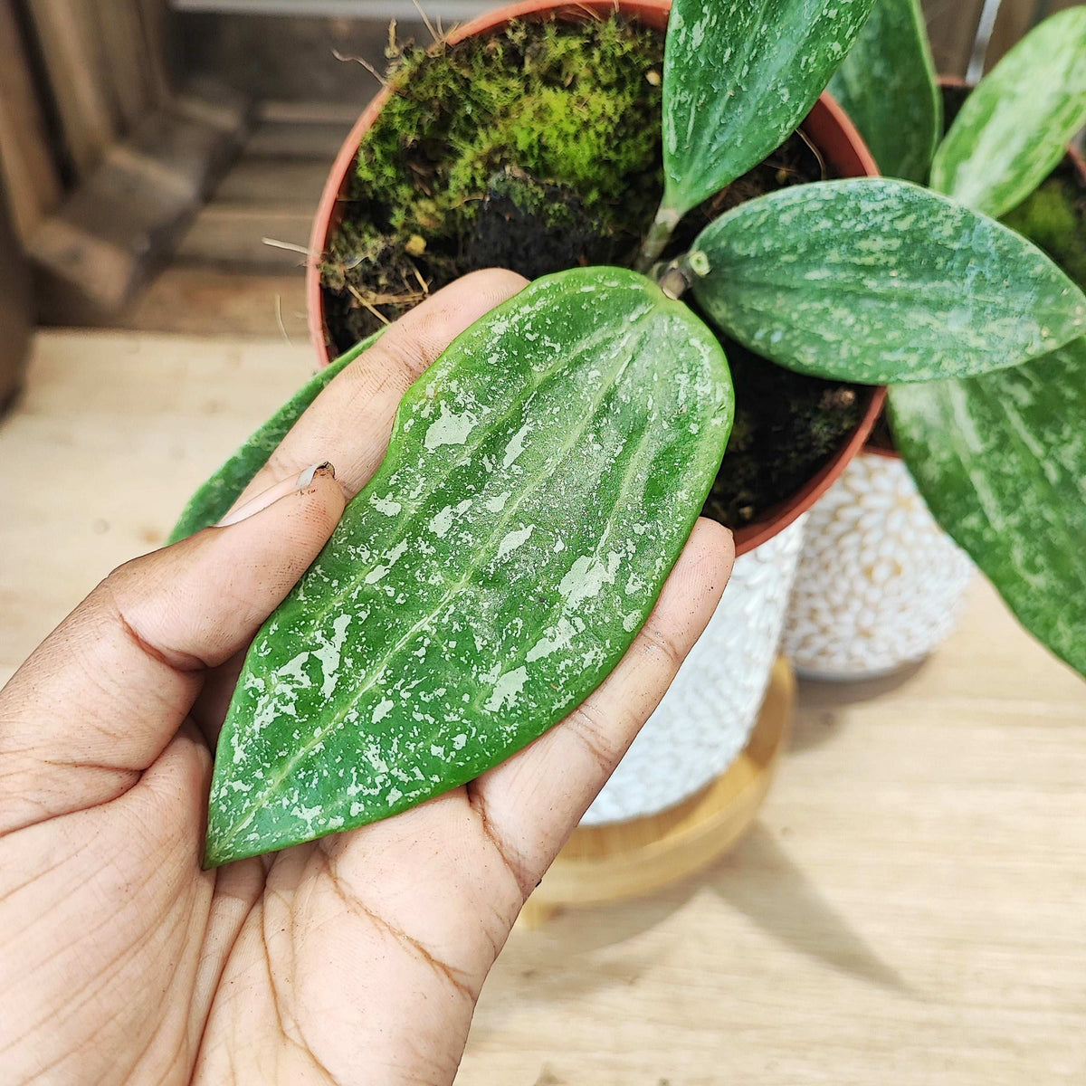 Hoya Rangsan, pied mère monjungle