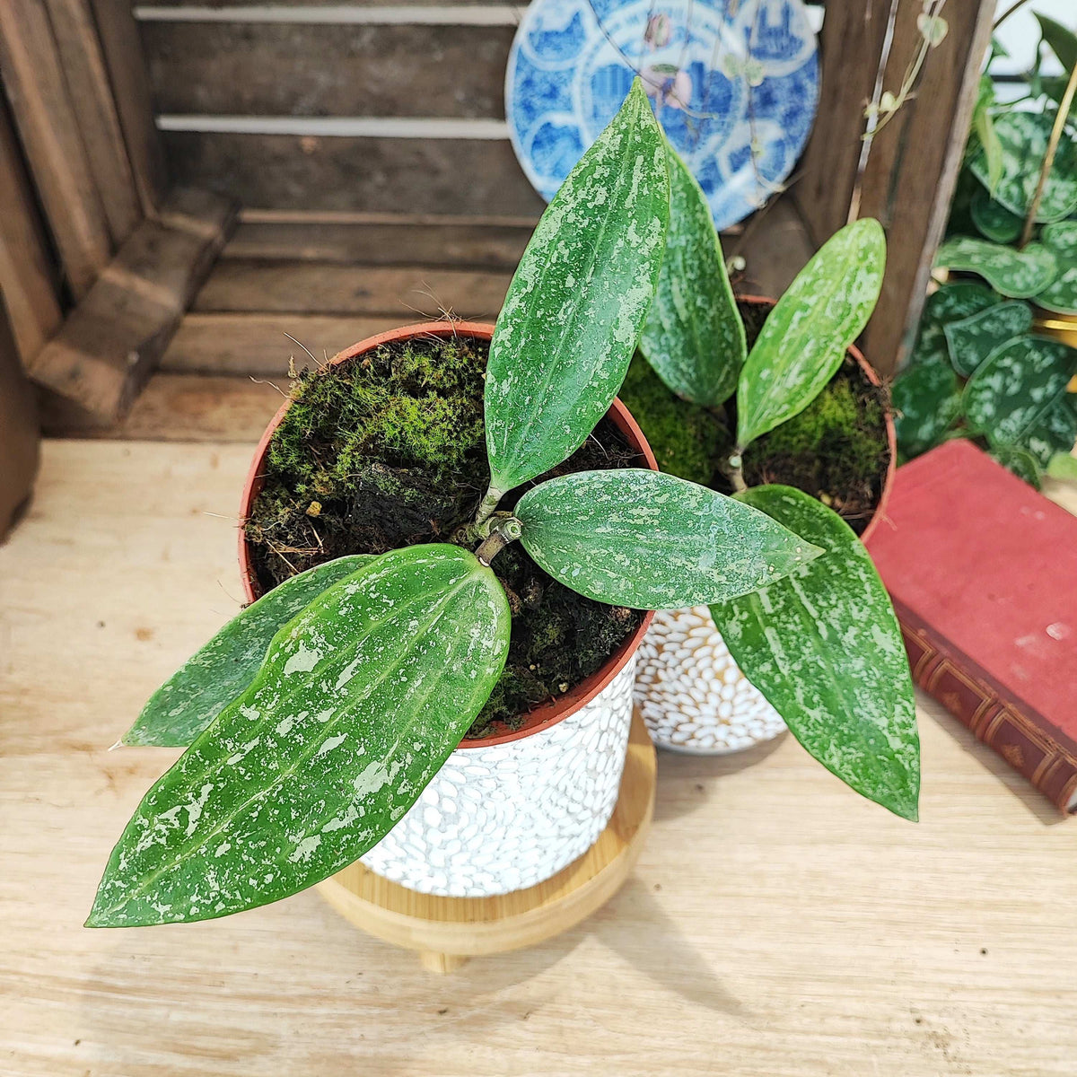 Hoya Rangsan, pied mère monjungle