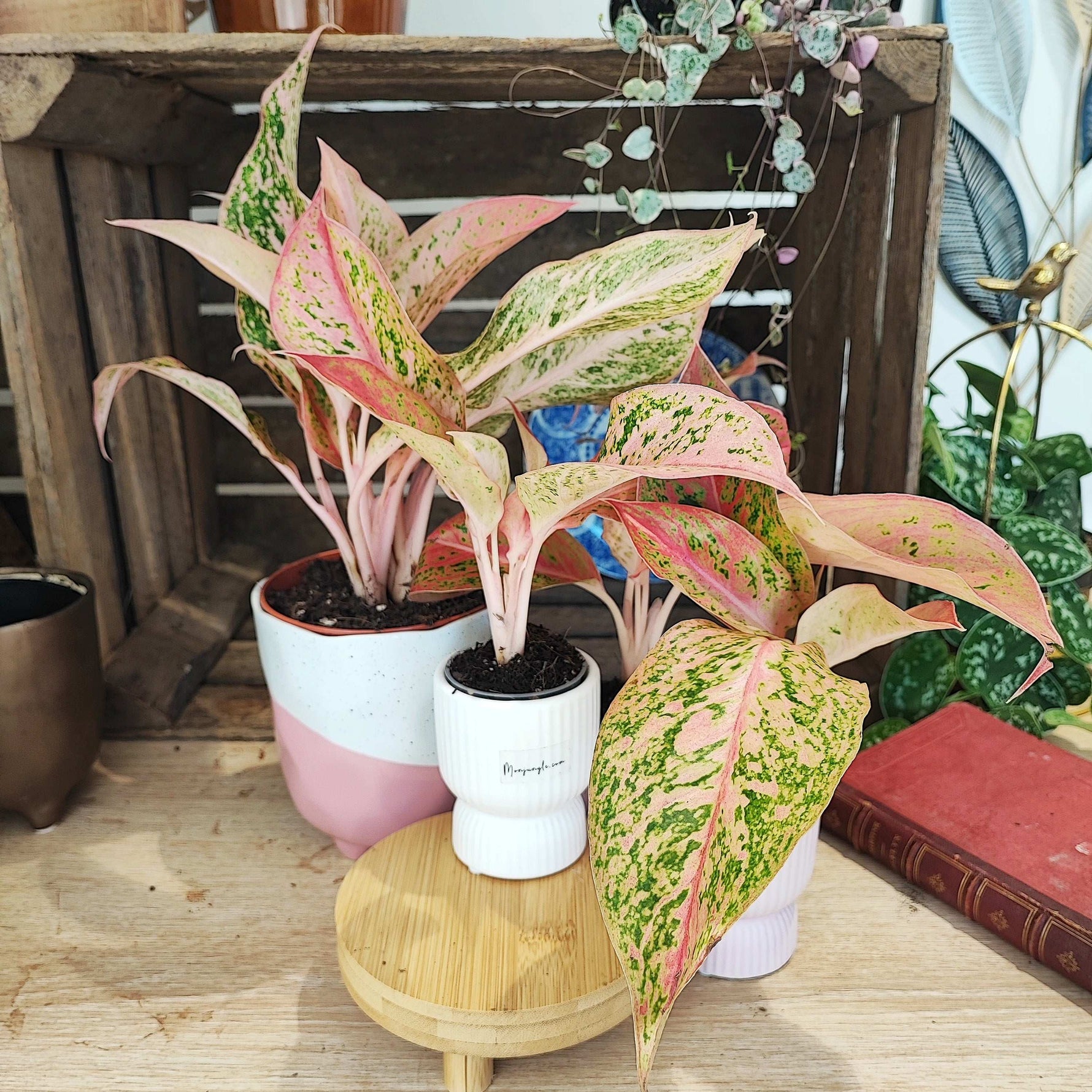 aglaonema sofa Aglaonema Pink Legacy – Monjungle