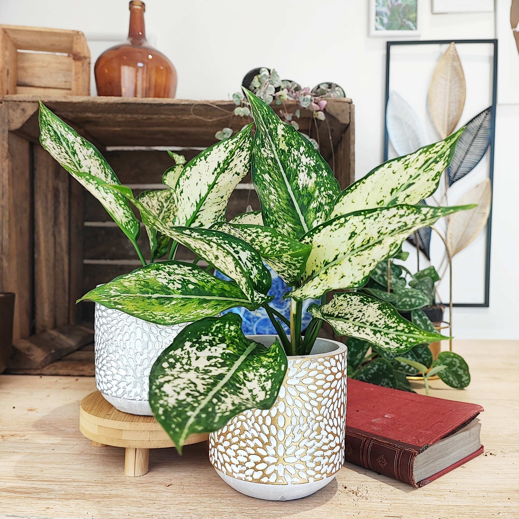 aglaonema kiwi Aglaonema White Kiwi – Monjungle