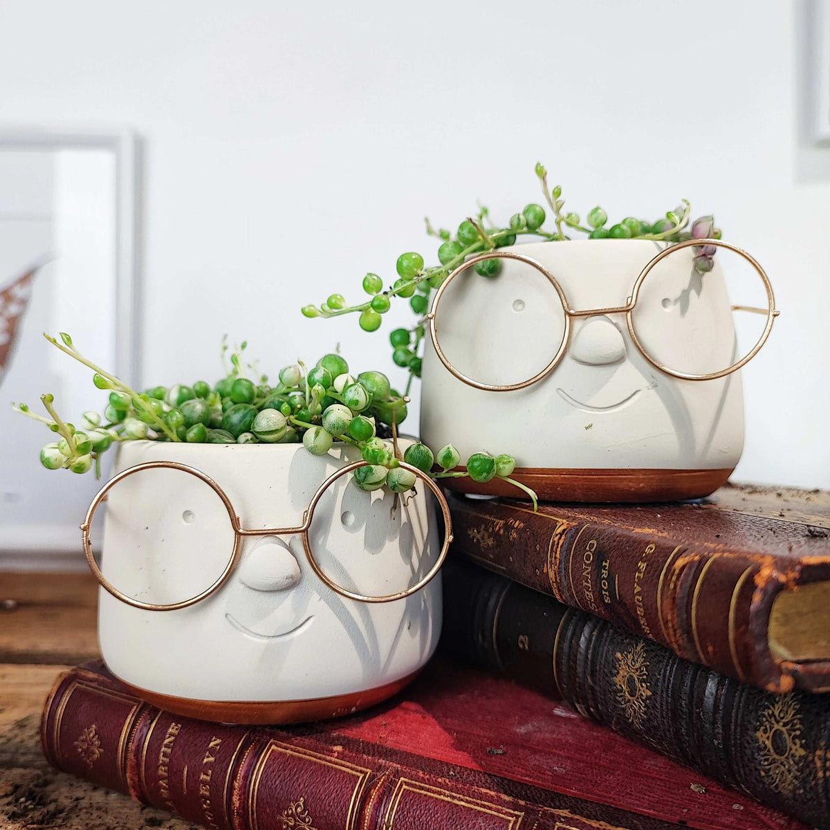 Cache pot lunettes 7cm en dia monjungle