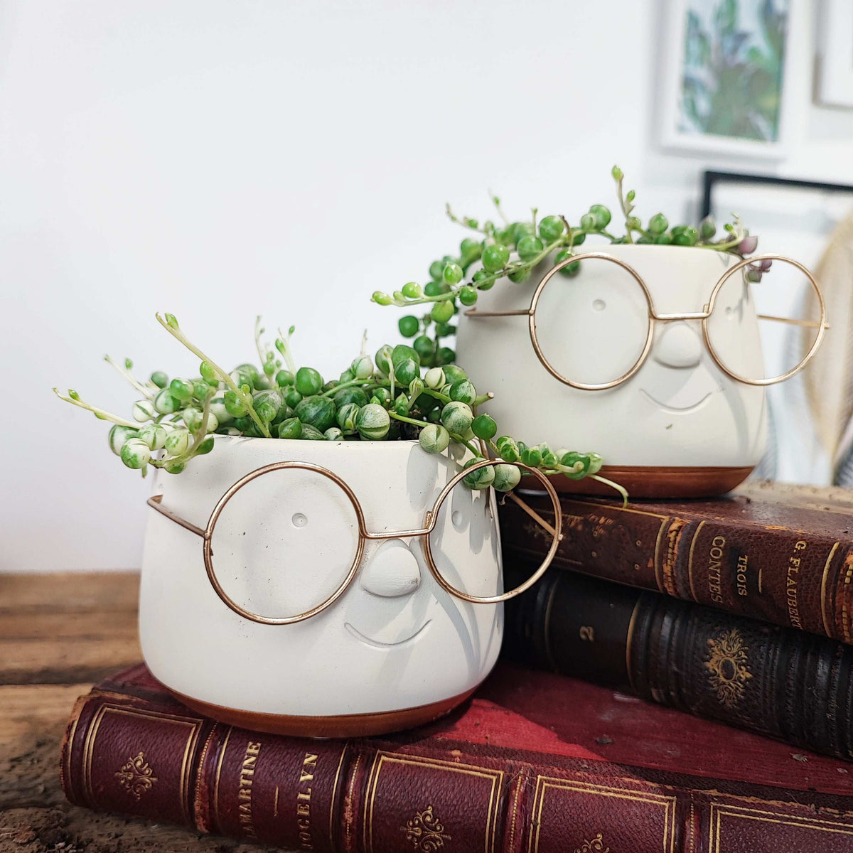 Cache pot lunettes 7cm en dia monjungle