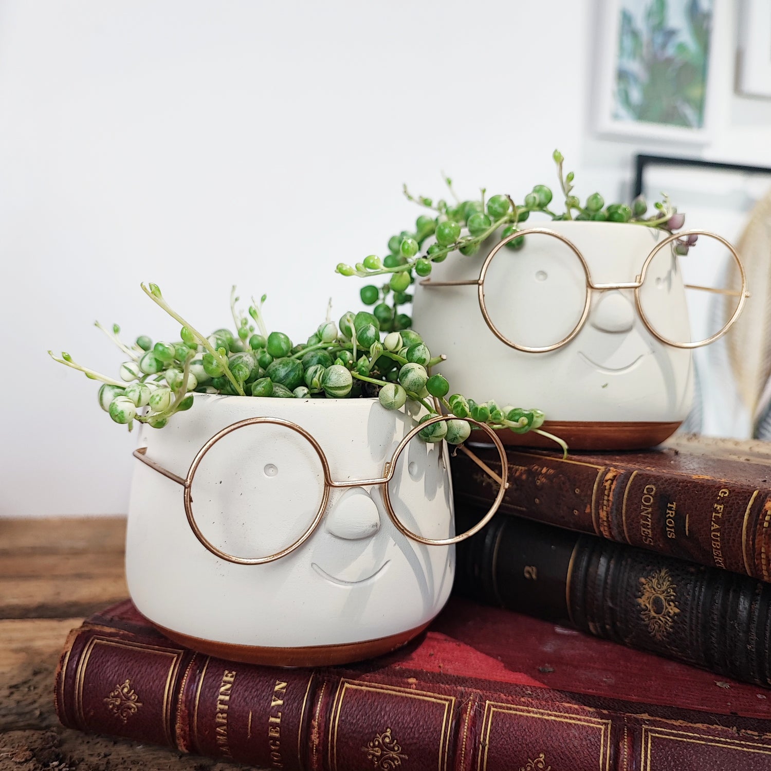 Cache pot lunettes 7cm en dia