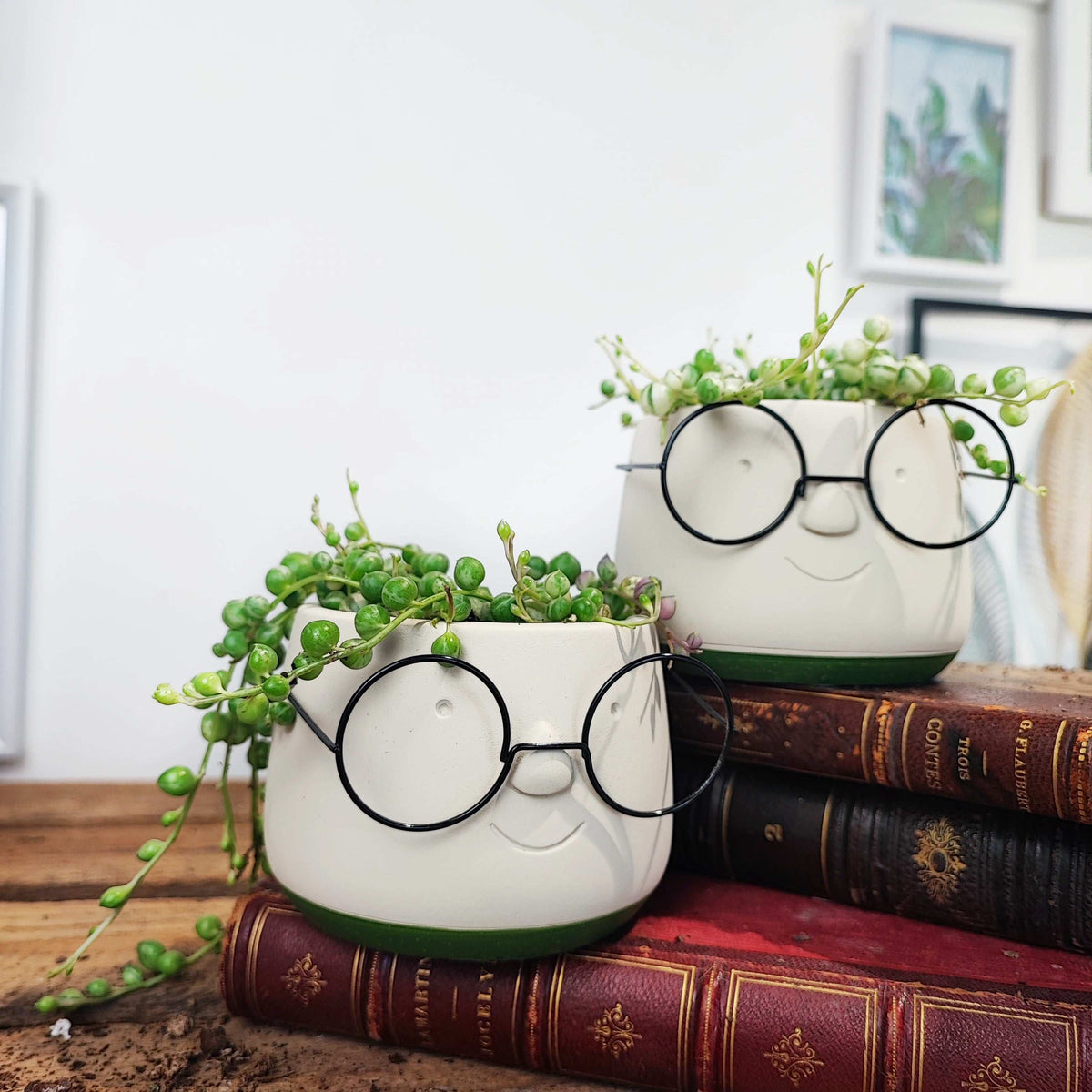 Cache pot lunettes vert olive monjungle