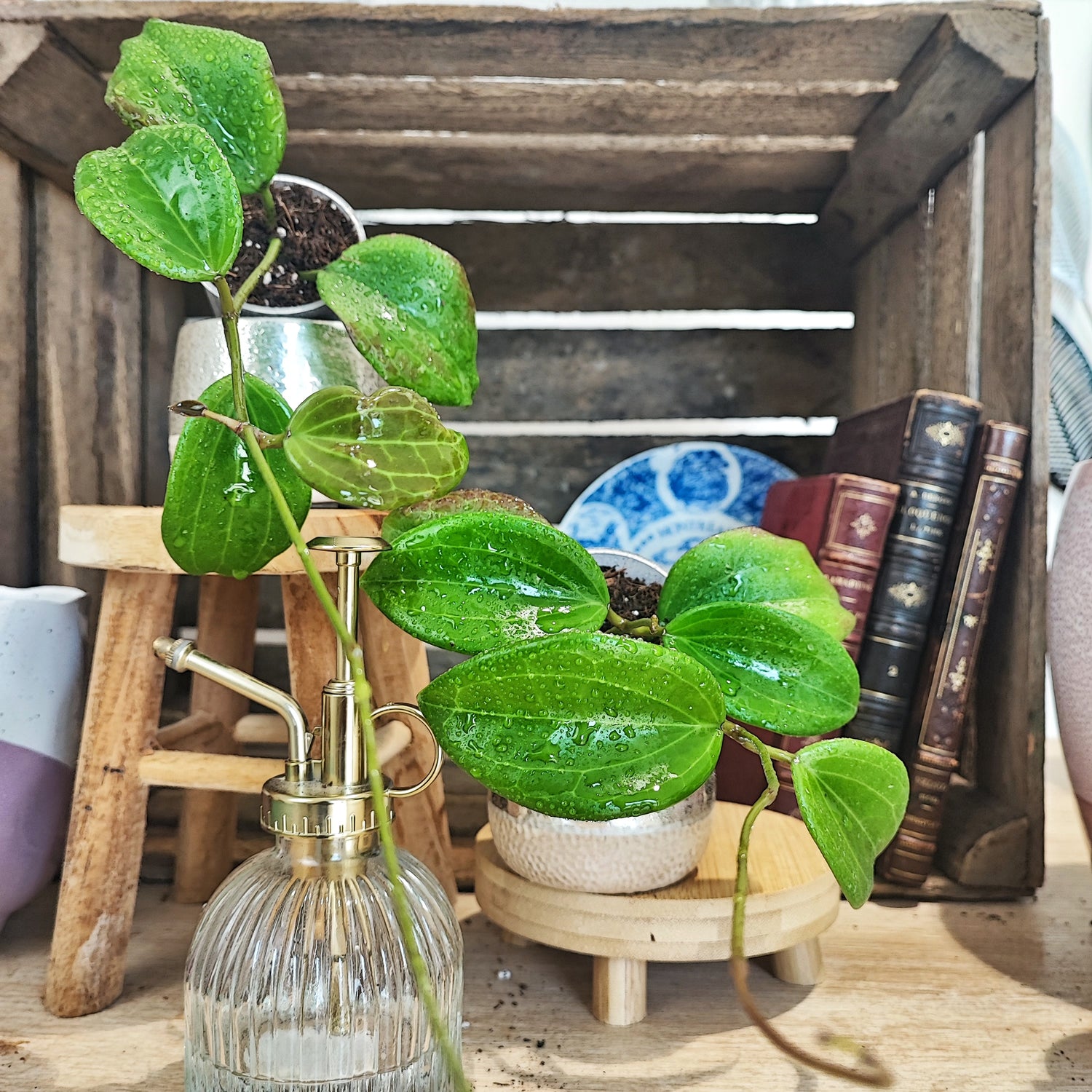 Hoya Quinquenervia