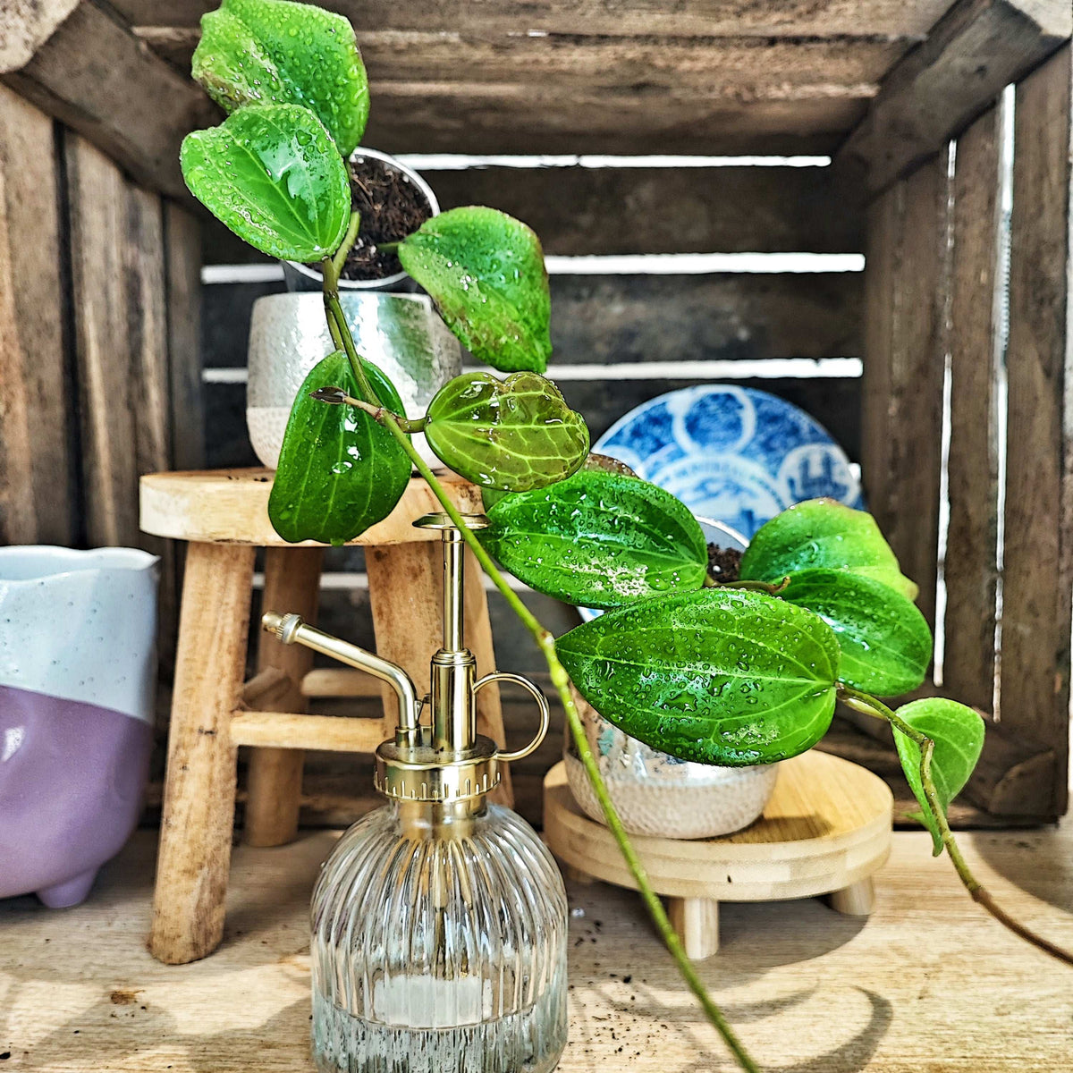 Hoya Quinquenervia monjungle