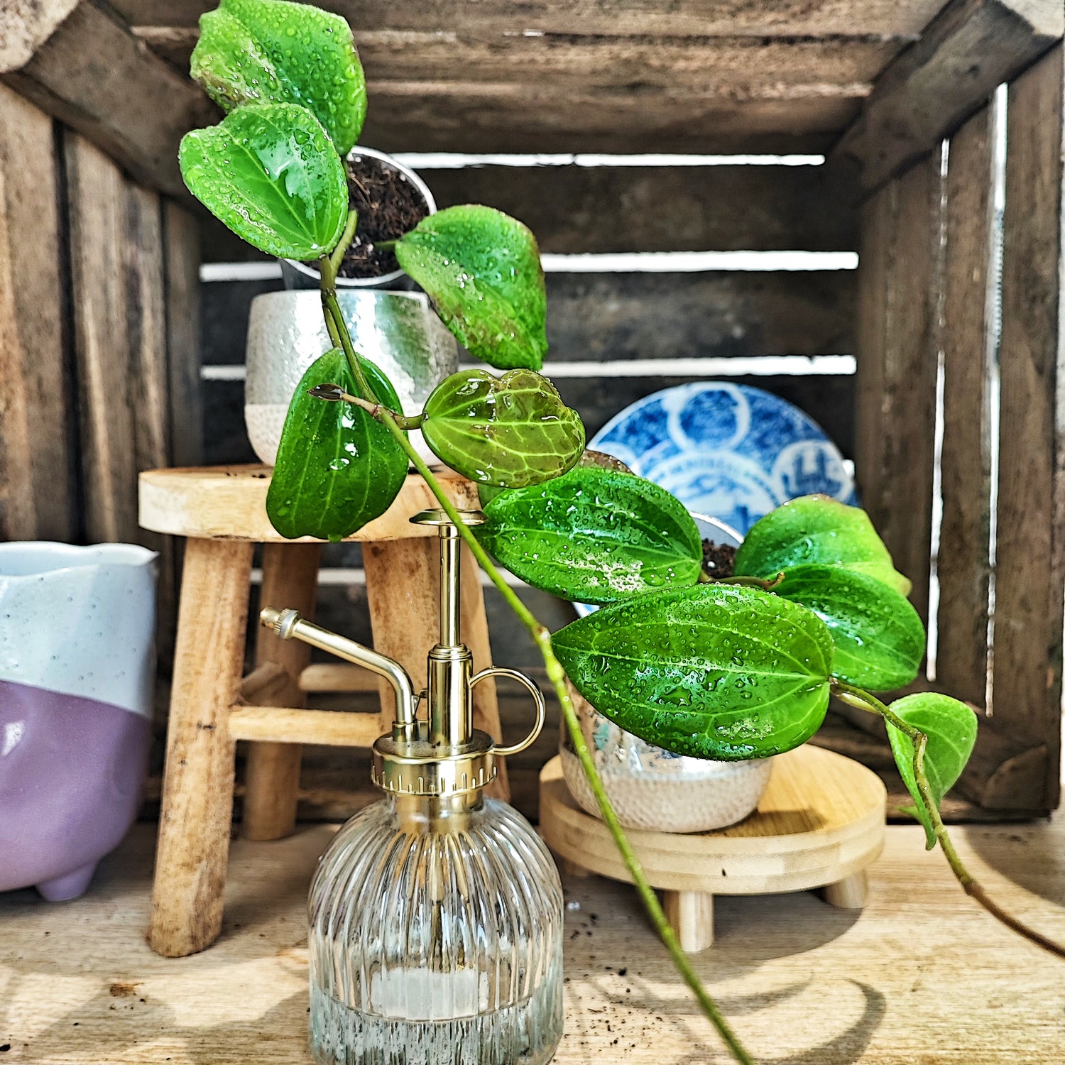 Hoya Quinquenervia