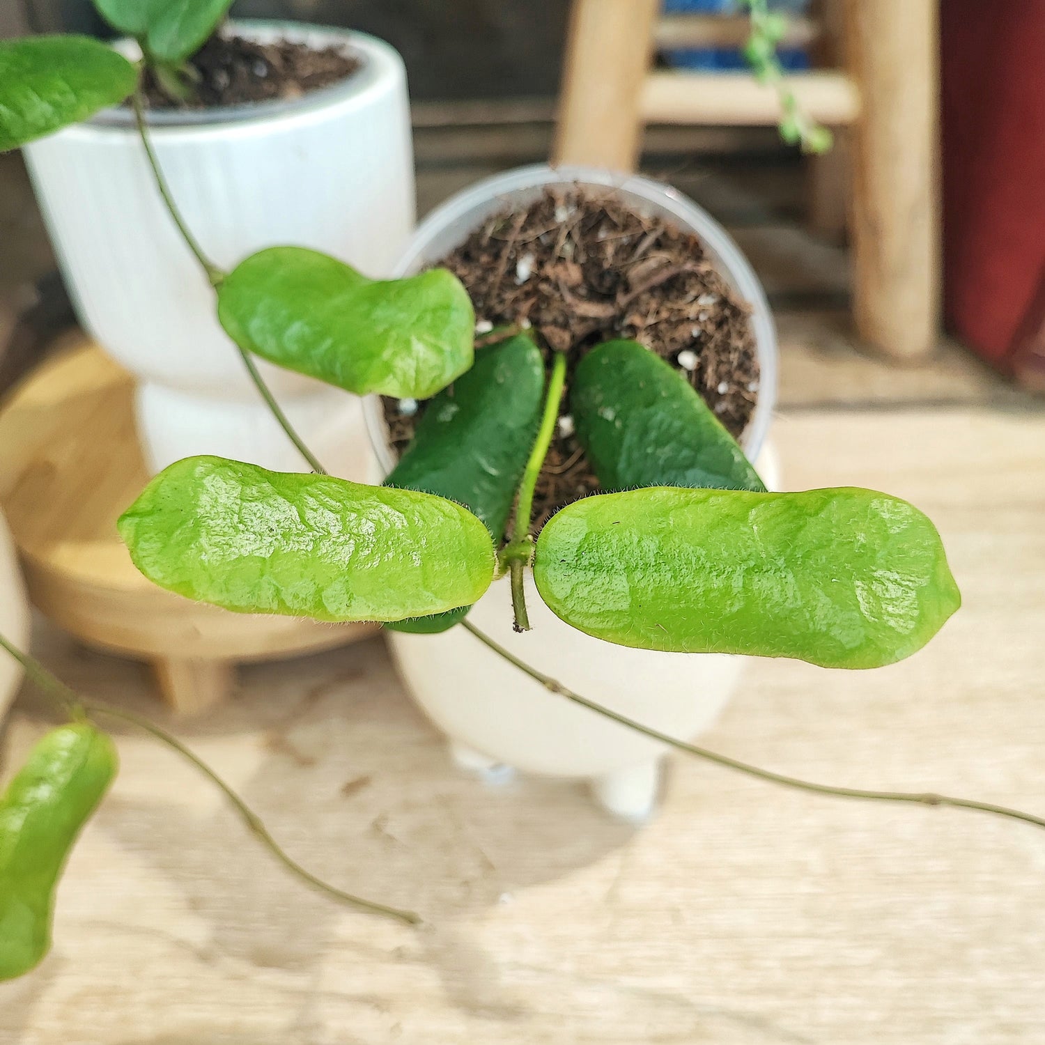 Hoya rotundiflora bouture enracinée en terre