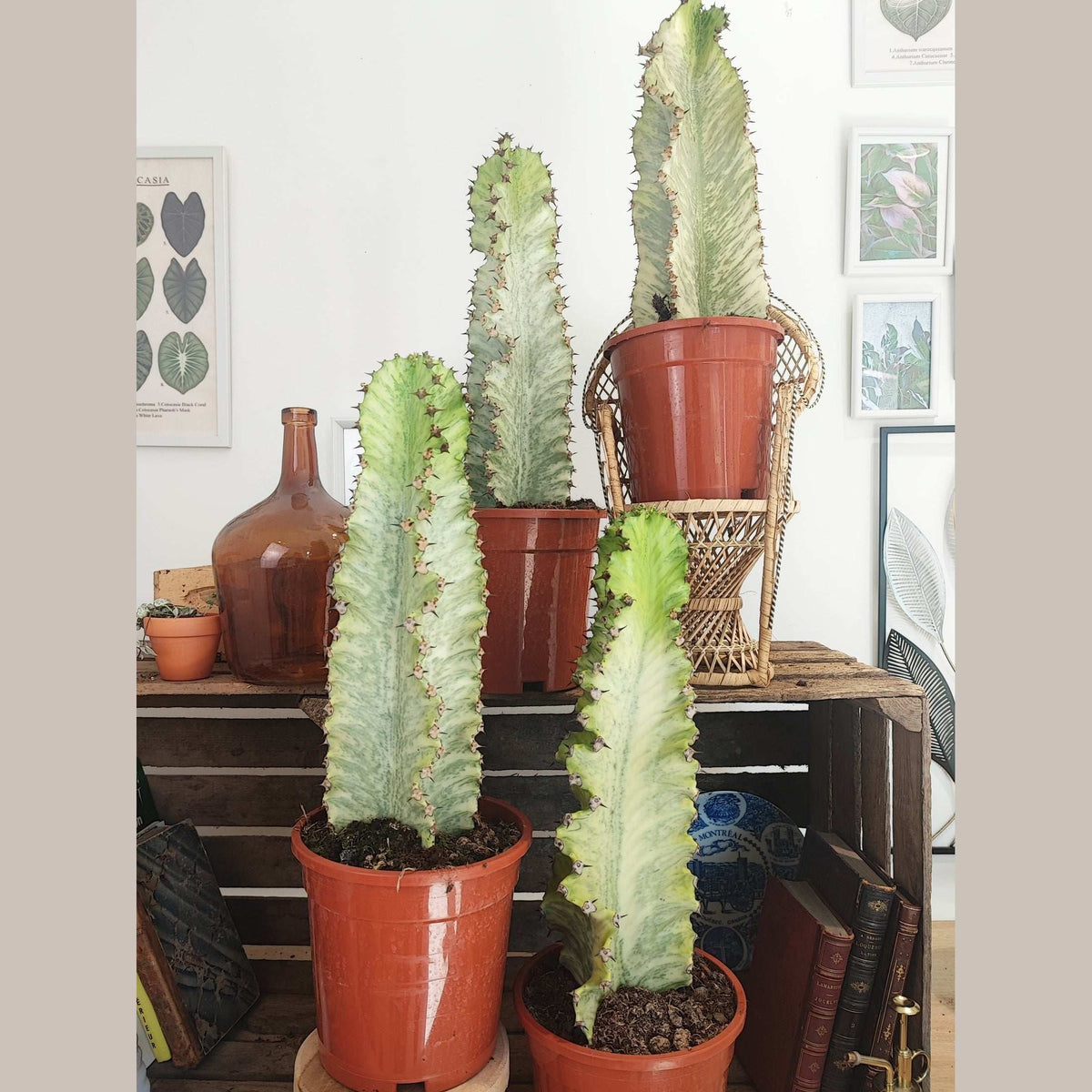 Euphorbe Ingens Marmota Short Variegata monjungle
