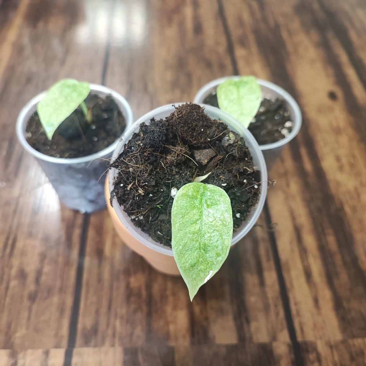 Alocasia Bulbille: Alocasia Longiloba Silver monjungle