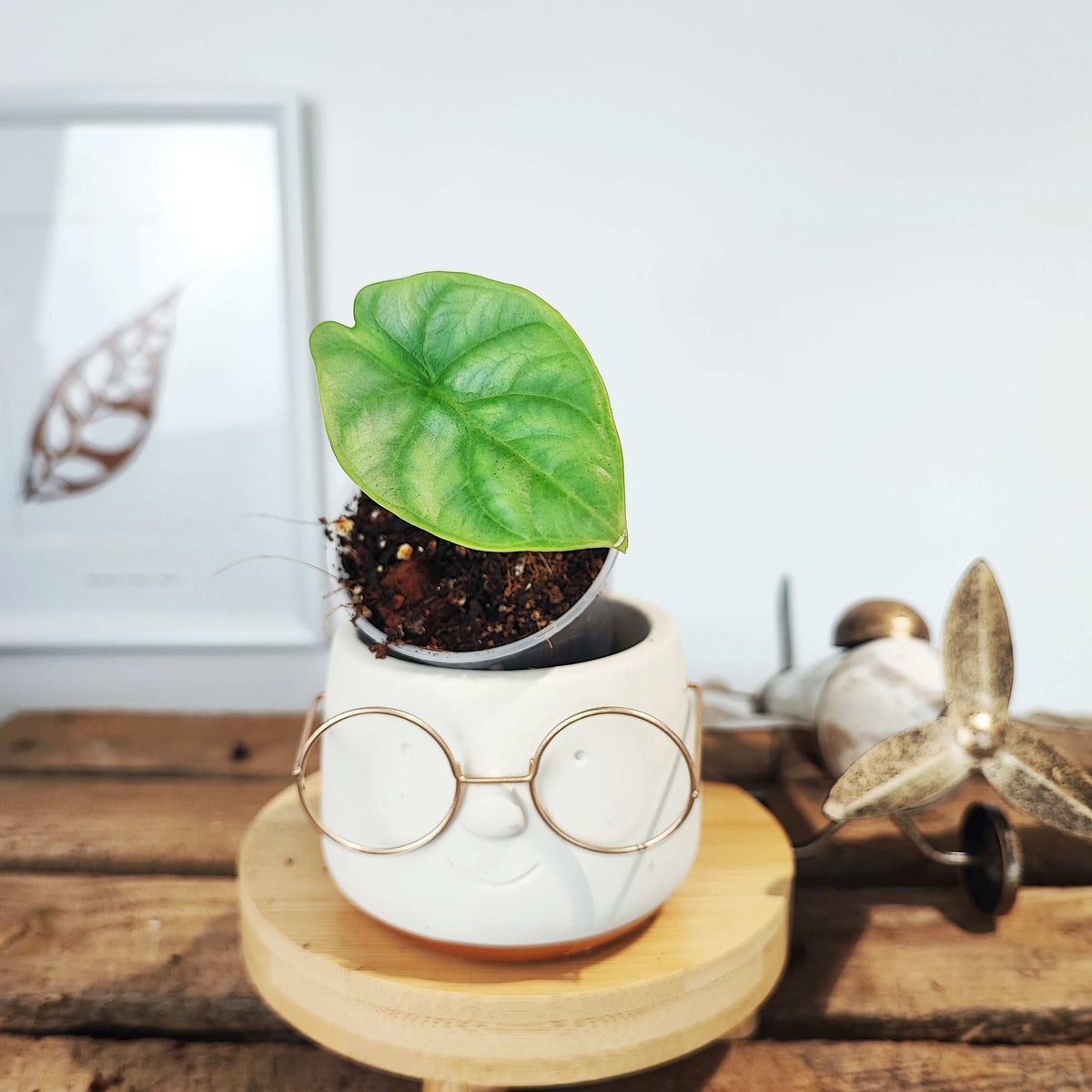 Alocasia Bulbille: Alocasia Bisma Silver monjungle