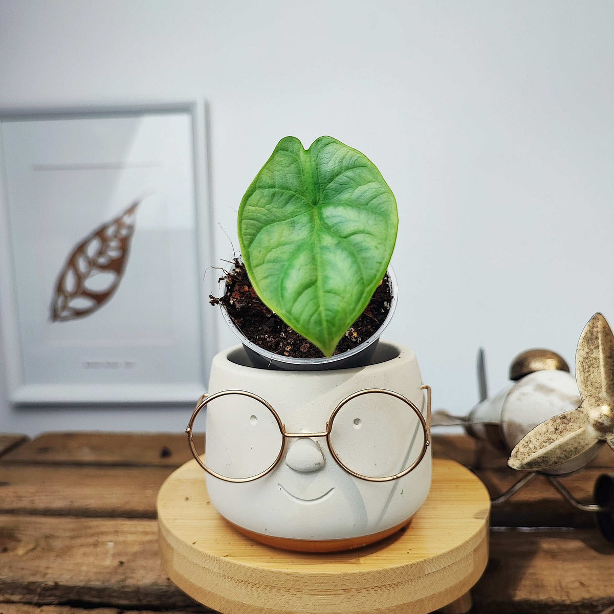 Alocasia Bulbille: Alocasia Bisma Silver monjungle