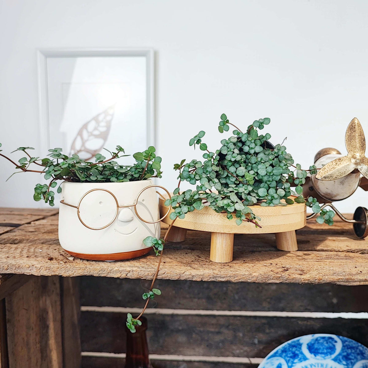 Pilea Glauca Greyzy monjungle