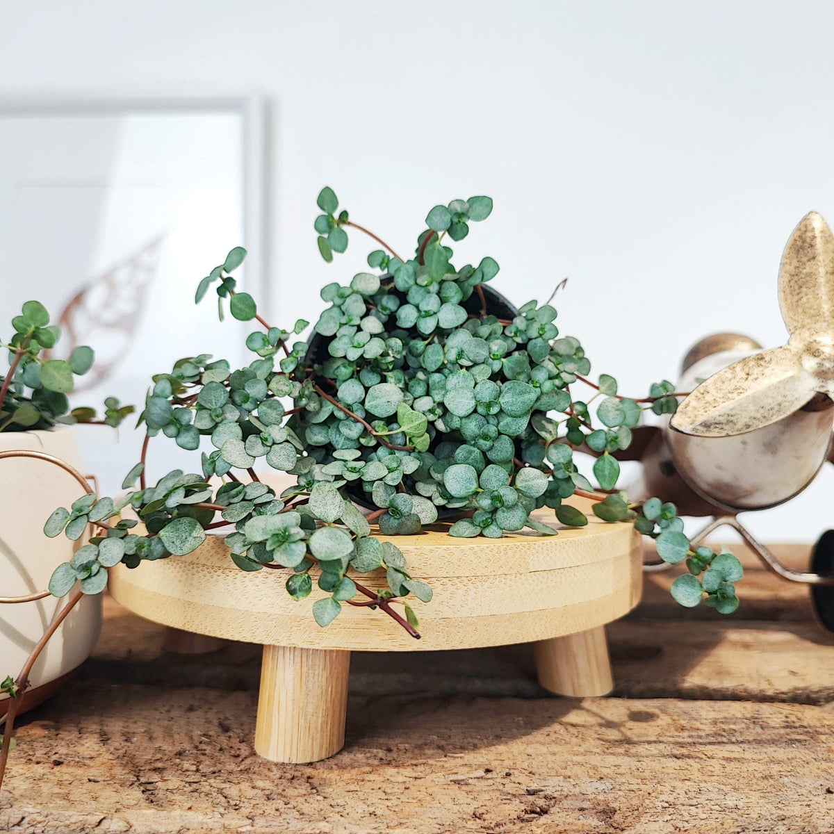 Pilea Glauca Greyzy monjungle