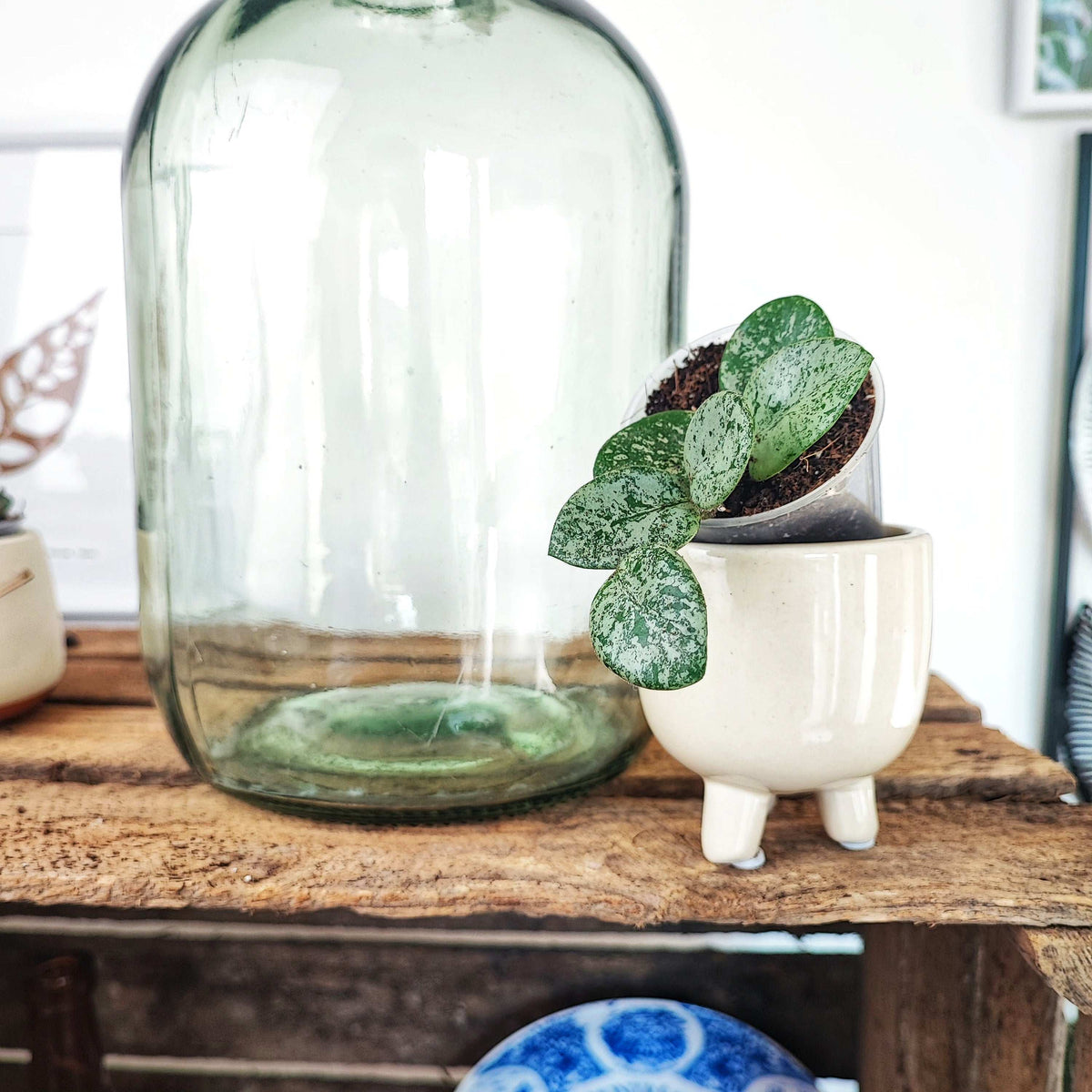 Hoya Mathilde SILVER monjungle