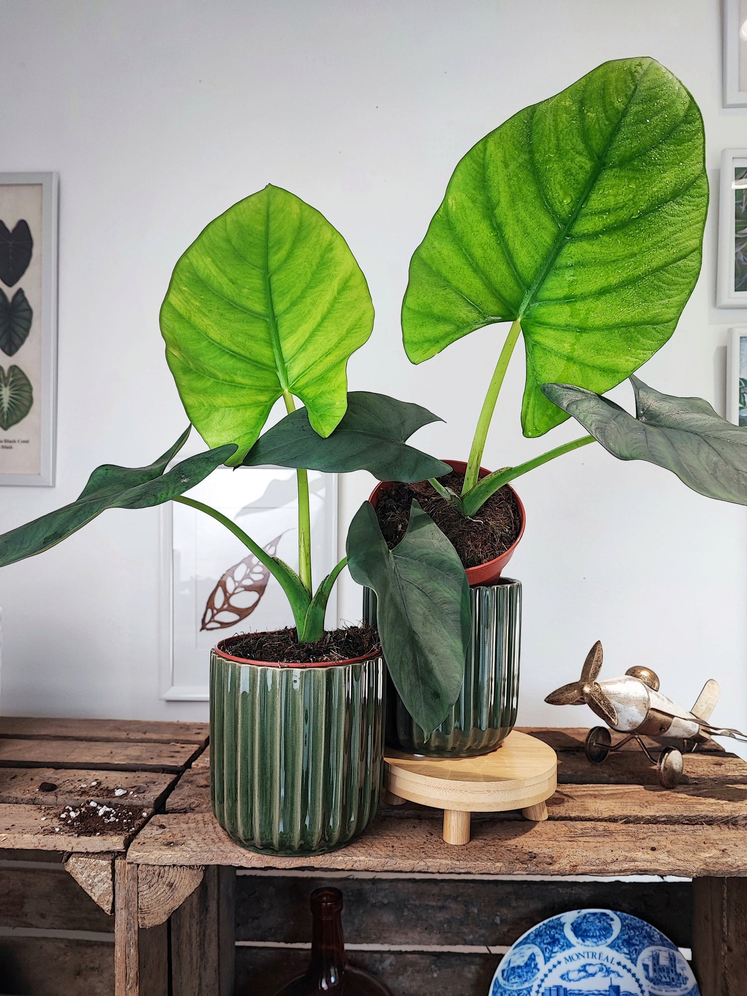 Alocasia Scabriuscula bébé bouture (S)