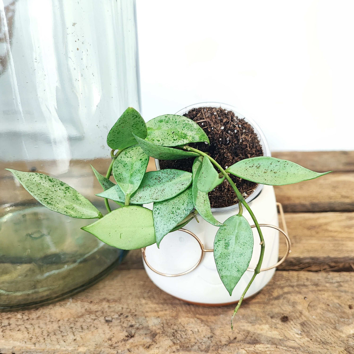 Hoya Lacunosa Mint monjungle