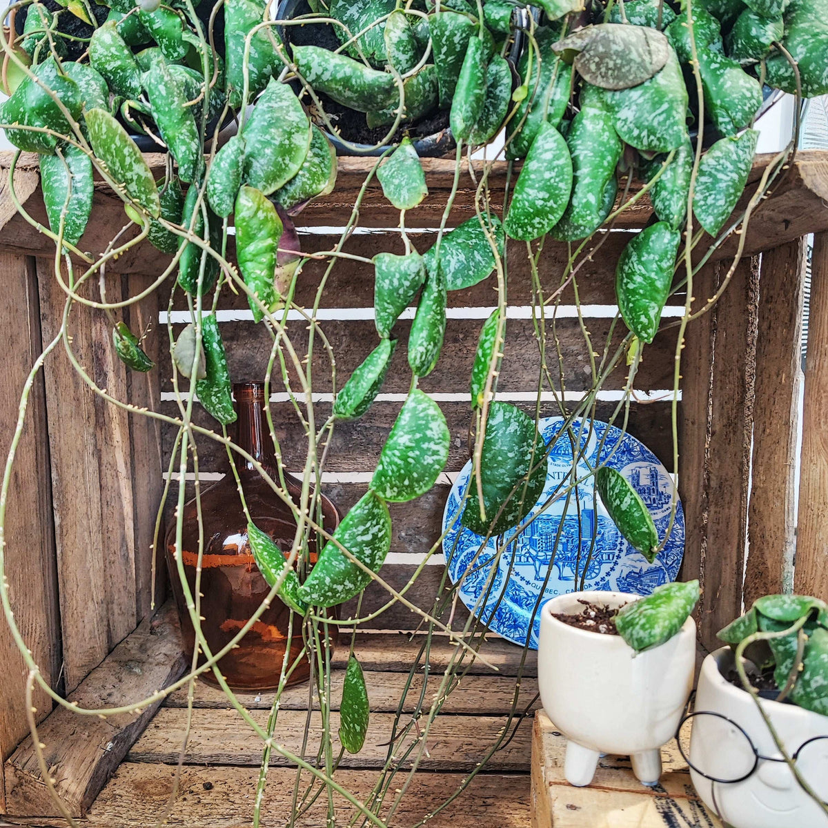 Hoya Imbricata monjungle
